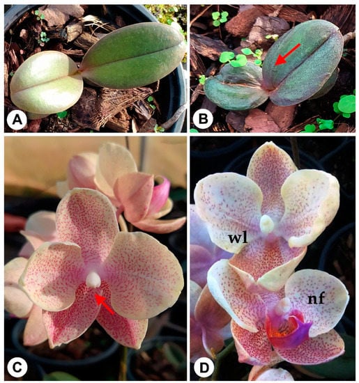 The Physioogy of Tropical Orchids in Relation To The Industry