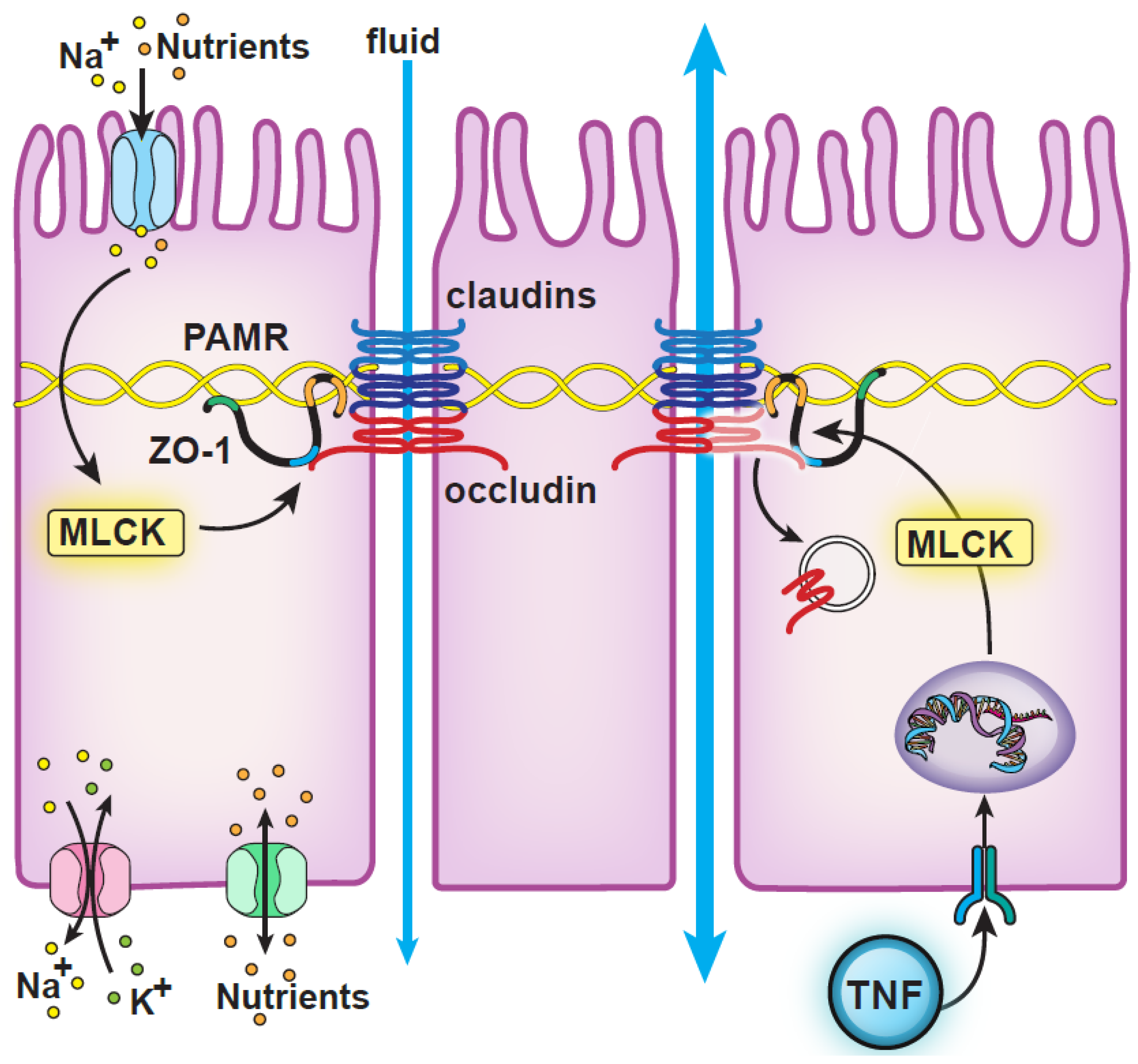 IJMS | Free Full-Text | Contributions of Myosin Light Chain Kinase to  Regulation of Epithelial Paracellular Permeability and Mucosal Homeostasis