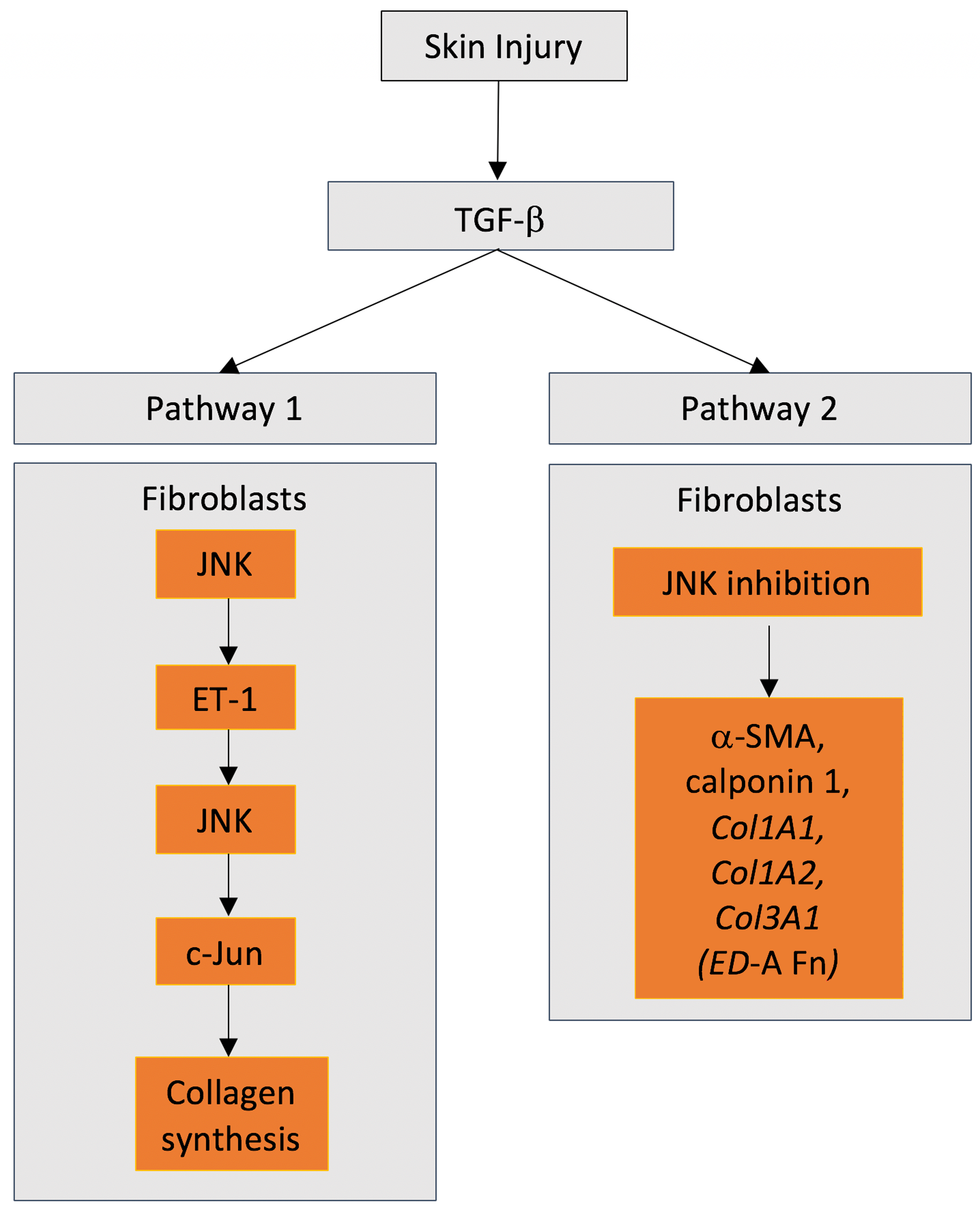 Ijms 21 01015 g003 Ijms 21 01015 g003