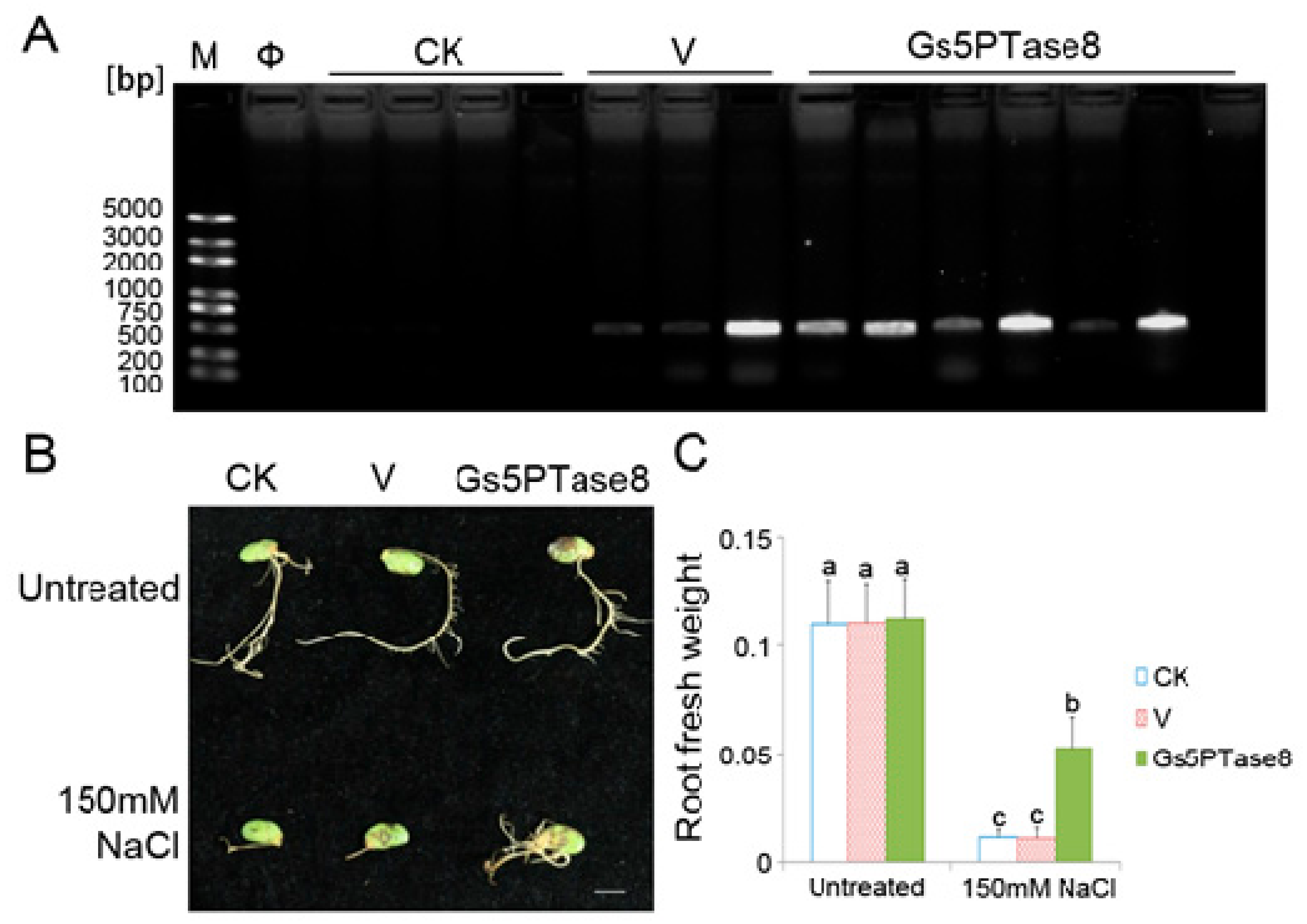 IJMS | Free Full-Text | Ectopic Expression of Gs5PTase8, a Soybean ...