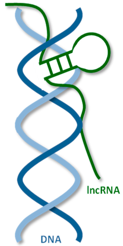 IJMS | Free Full-Text | Human Long Noncoding RNA Interactome: Detection ...