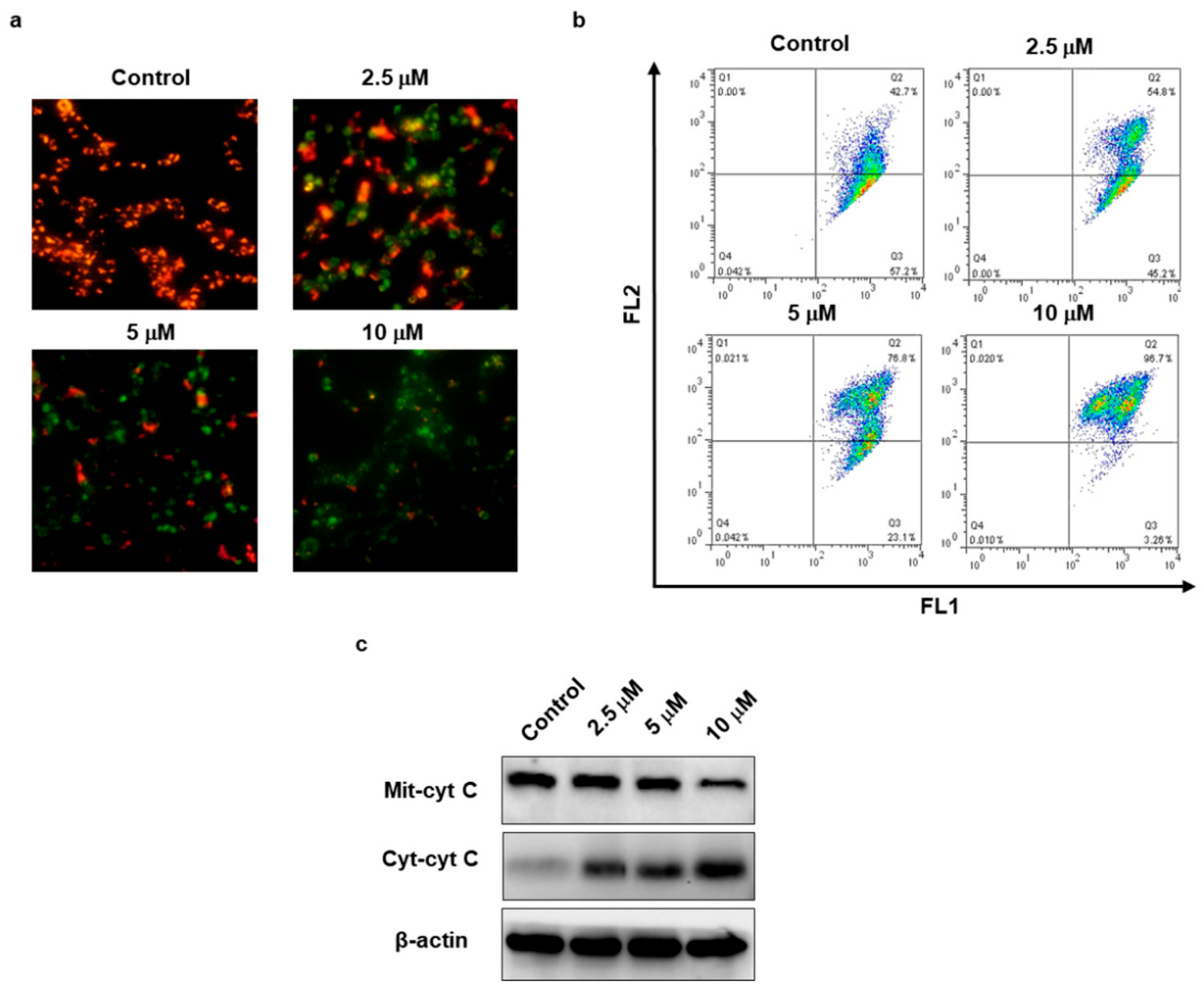 Ijms 21 01038 g005 Ijms 21 01038 g005