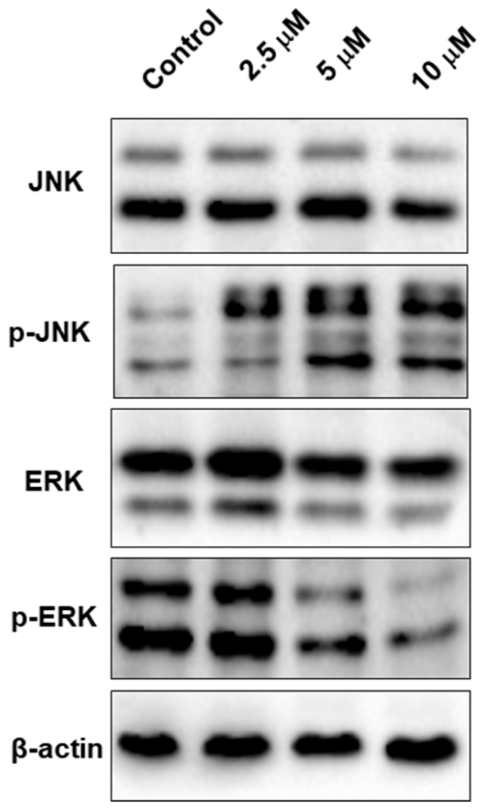 Ijms 21 01038 g007 Ijms 21 01038 g007