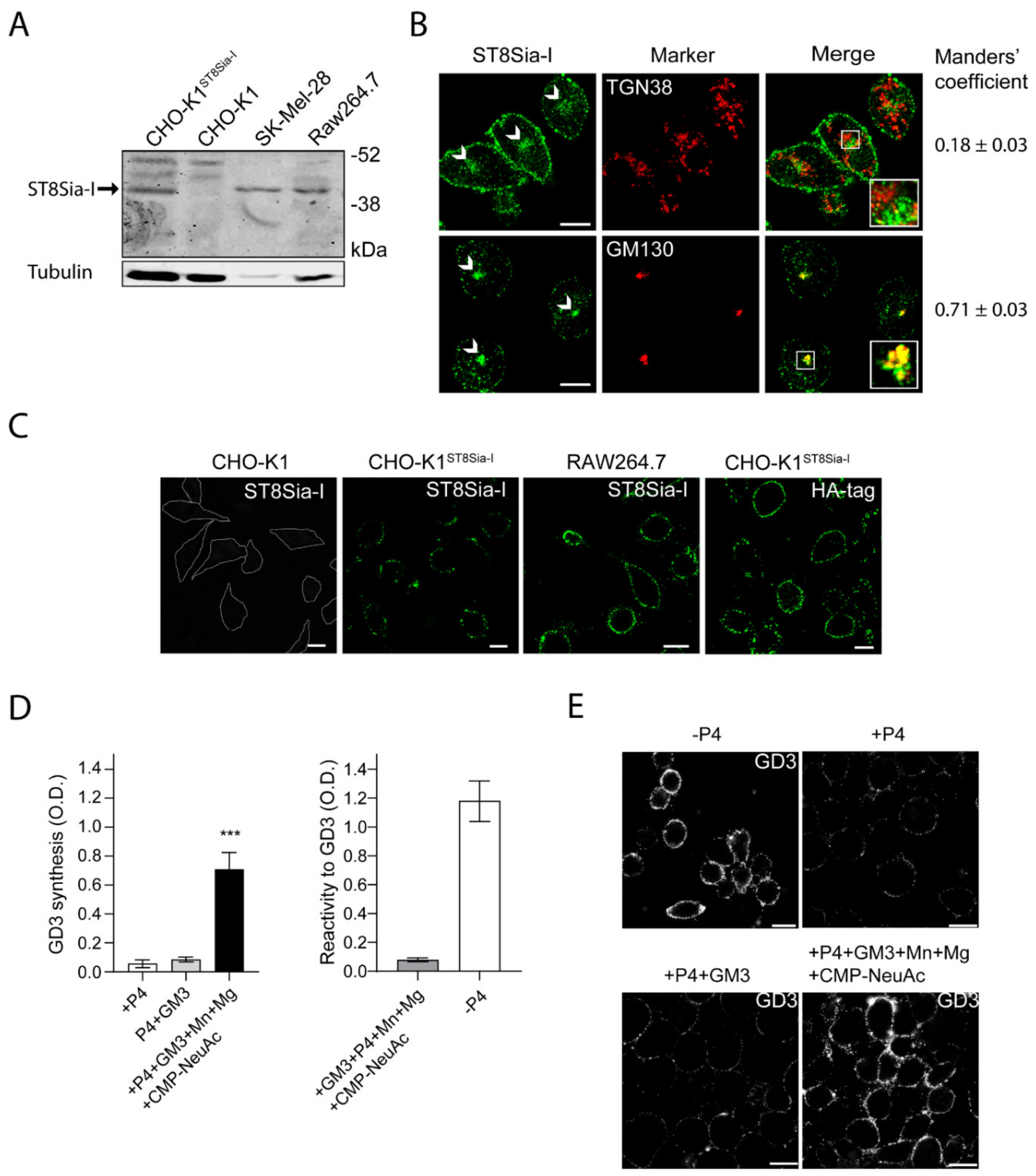 Ijms 21 01063 g001 Ijms 21 01063 g001