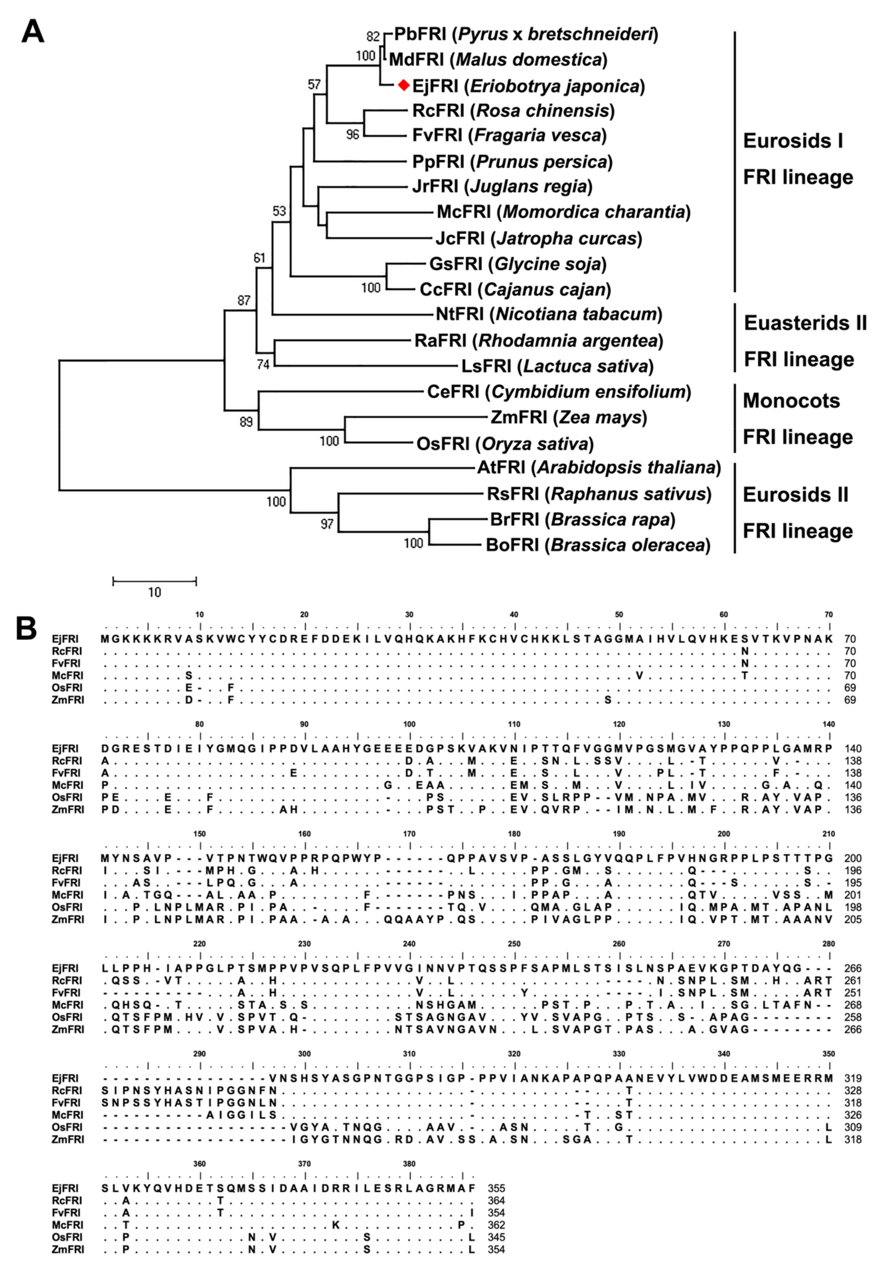 Ijms Free Full Text Ejfri Frigida Fri Ortholog From Eriobotrya Japonica Delays Flowering In Arabidopsis Html