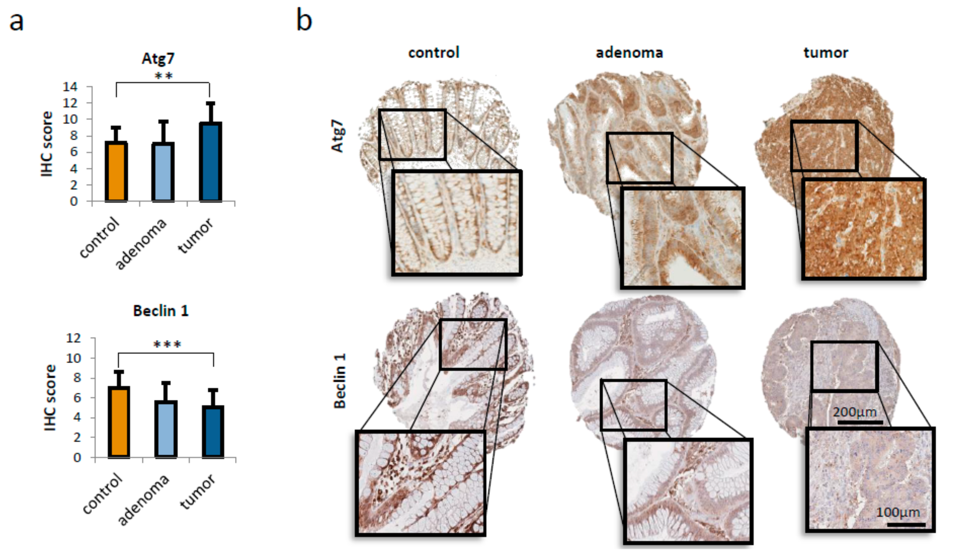 Ijms 21 01099 g001 Ijms 21 01099 g001