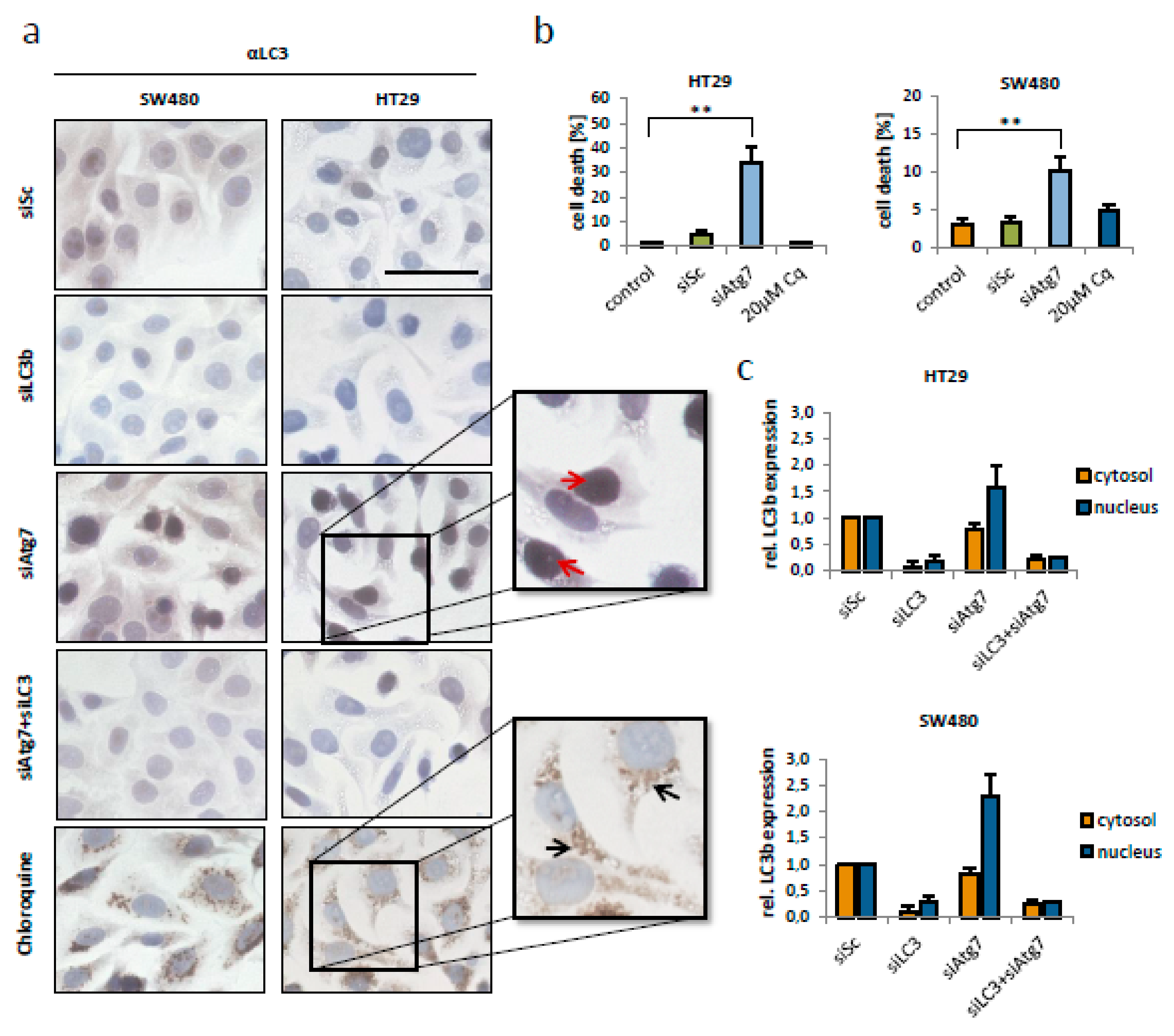 Ijms 21 01099 g004 Ijms 21 01099 g004