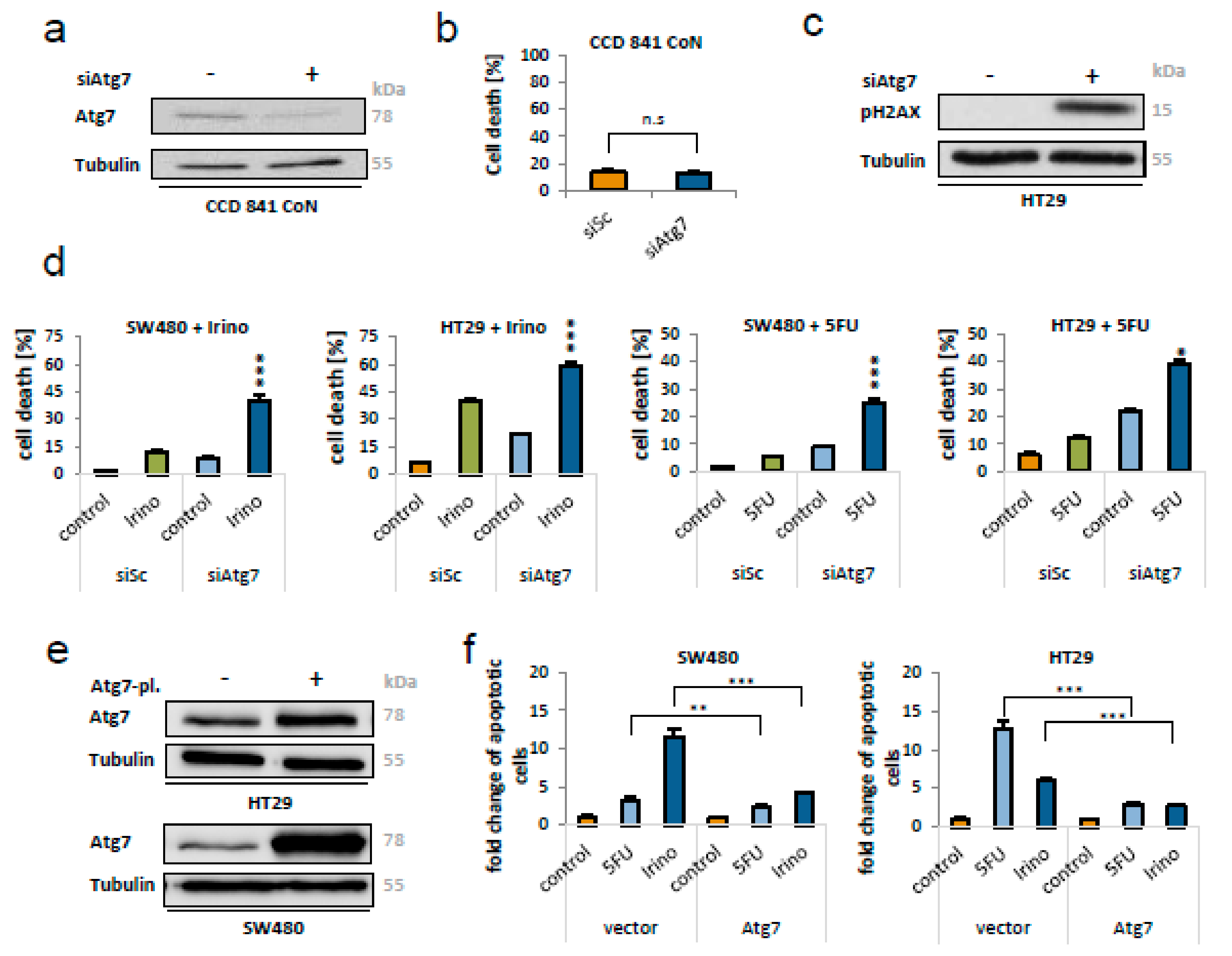 Ijms 21 01099 g006 Ijms 21 01099 g006