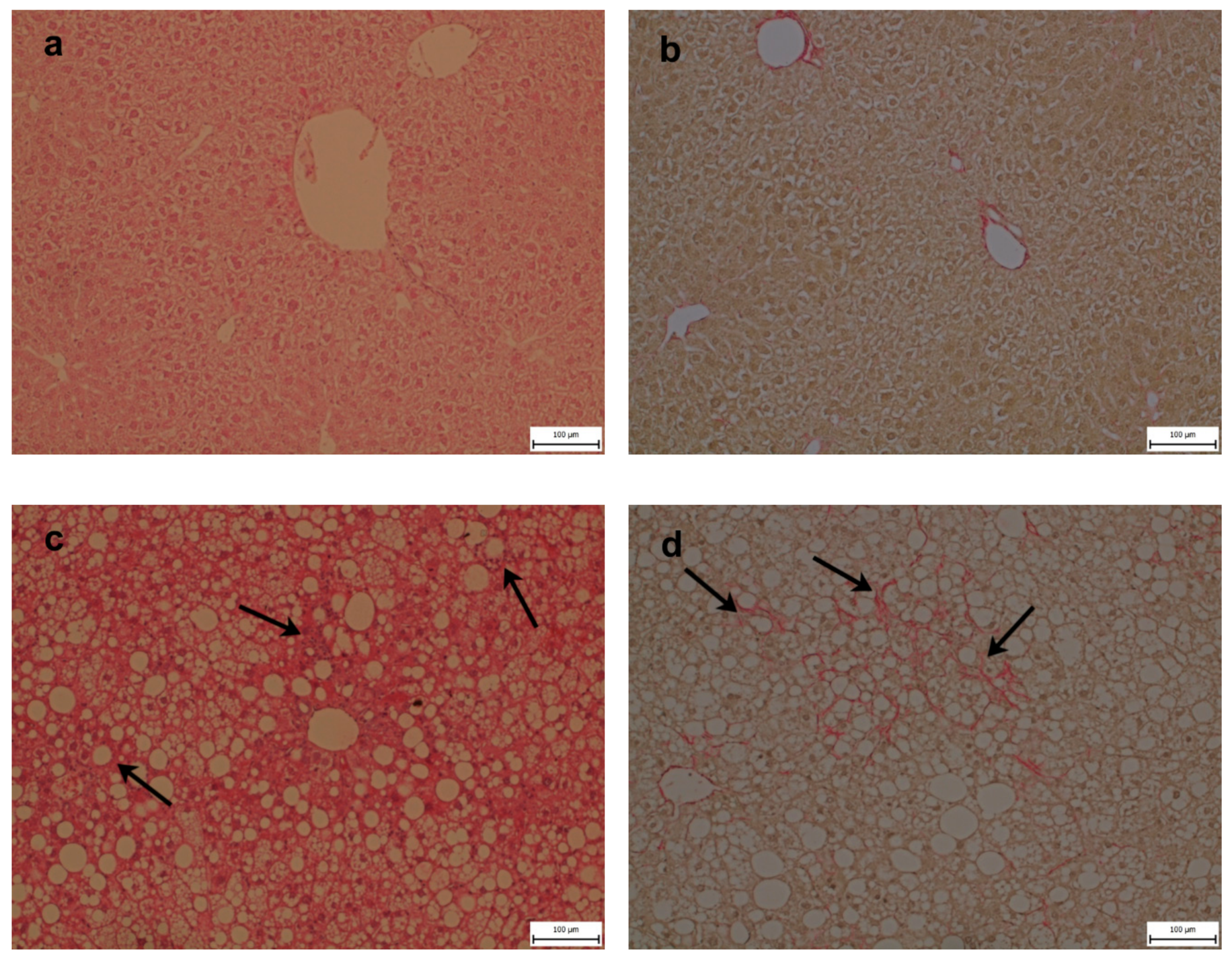 Ijms 21 01101 g002 Ijms 21 01101 g002