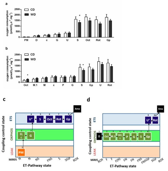 Ijms Free Full Text Adaptation Of Mitochondrial Substrate Flux In A Mouse Model Of Nonalcoholic Fatty Liver Disease Html