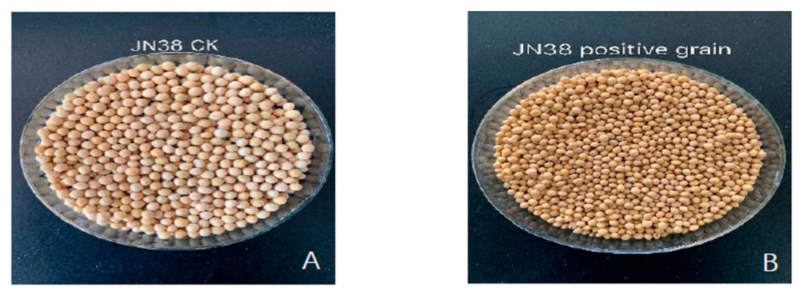 IJMS | Free Full-Text | Construction and Analysis of GmFAD2-1A and ...