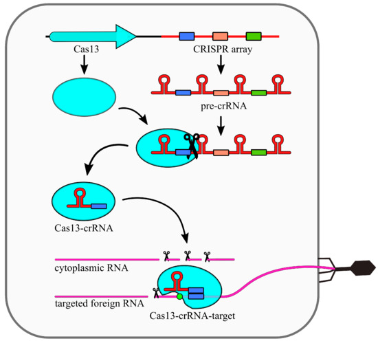 IJMS | Free Full-Text | RNA-Targeting CRISPR–Cas Systems and Their ...
