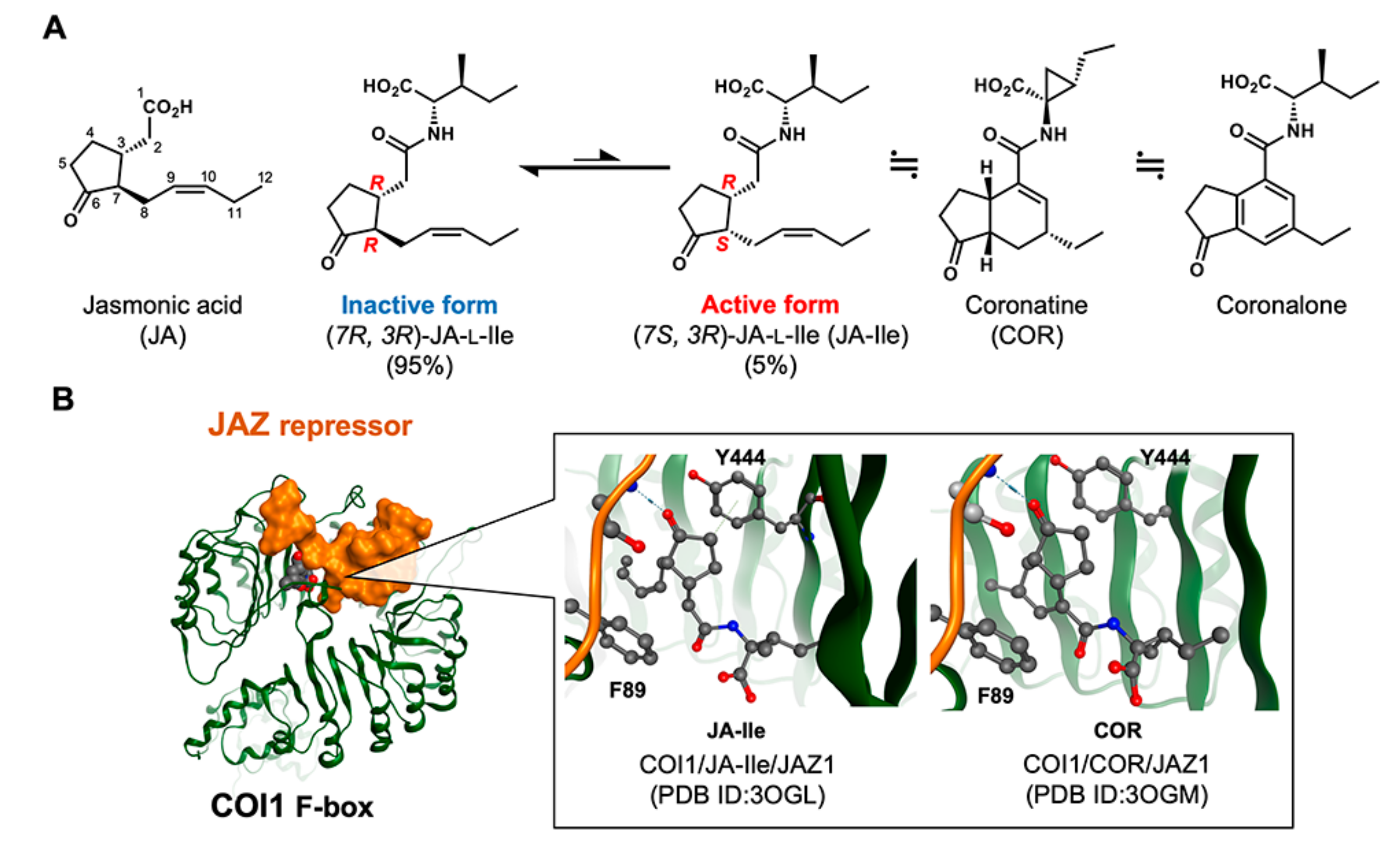 Ijms 21 01124 g001 Ijms 21 01124 g001