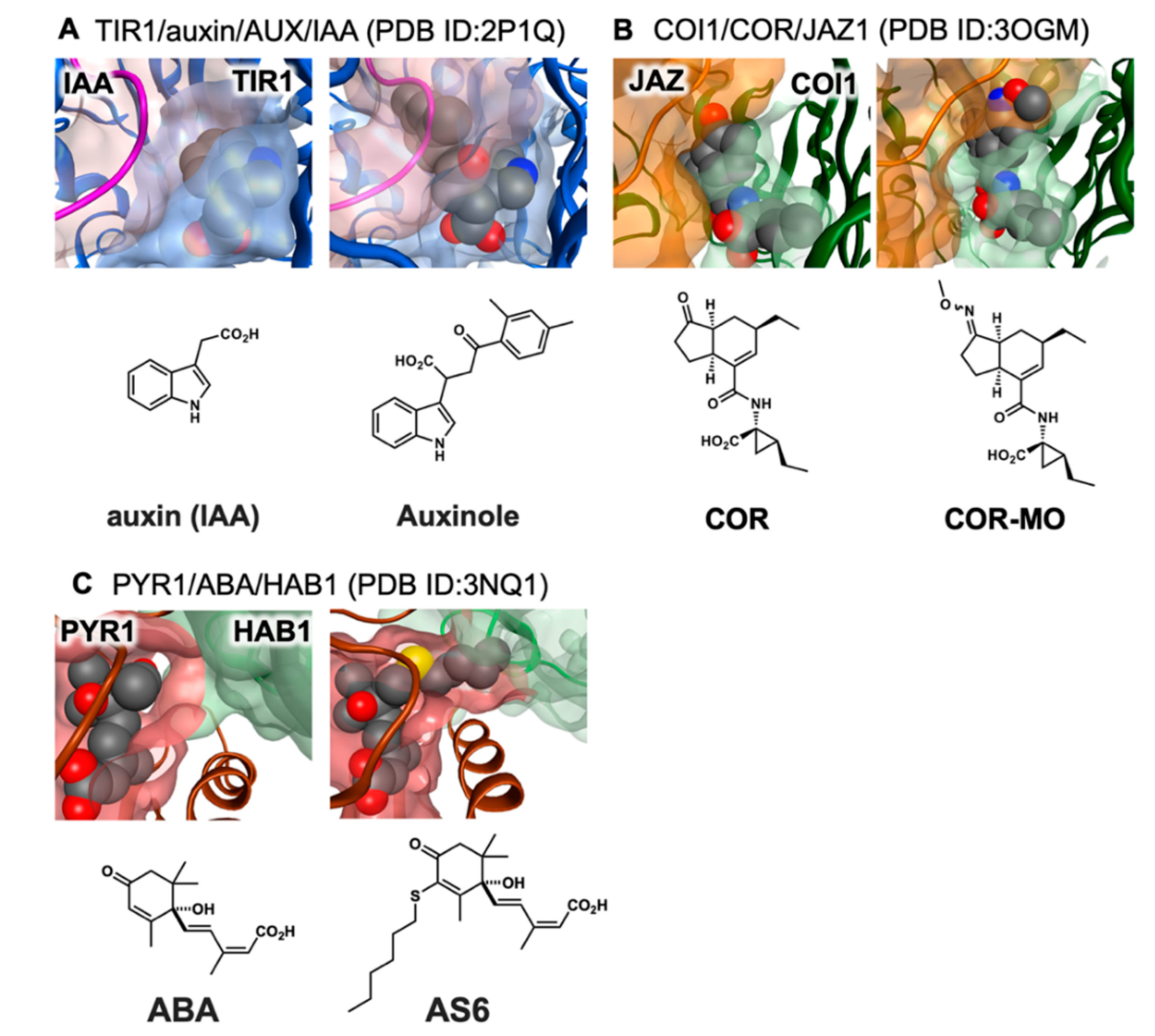 Ijms 21 01124 g002 Ijms 21 01124 g002