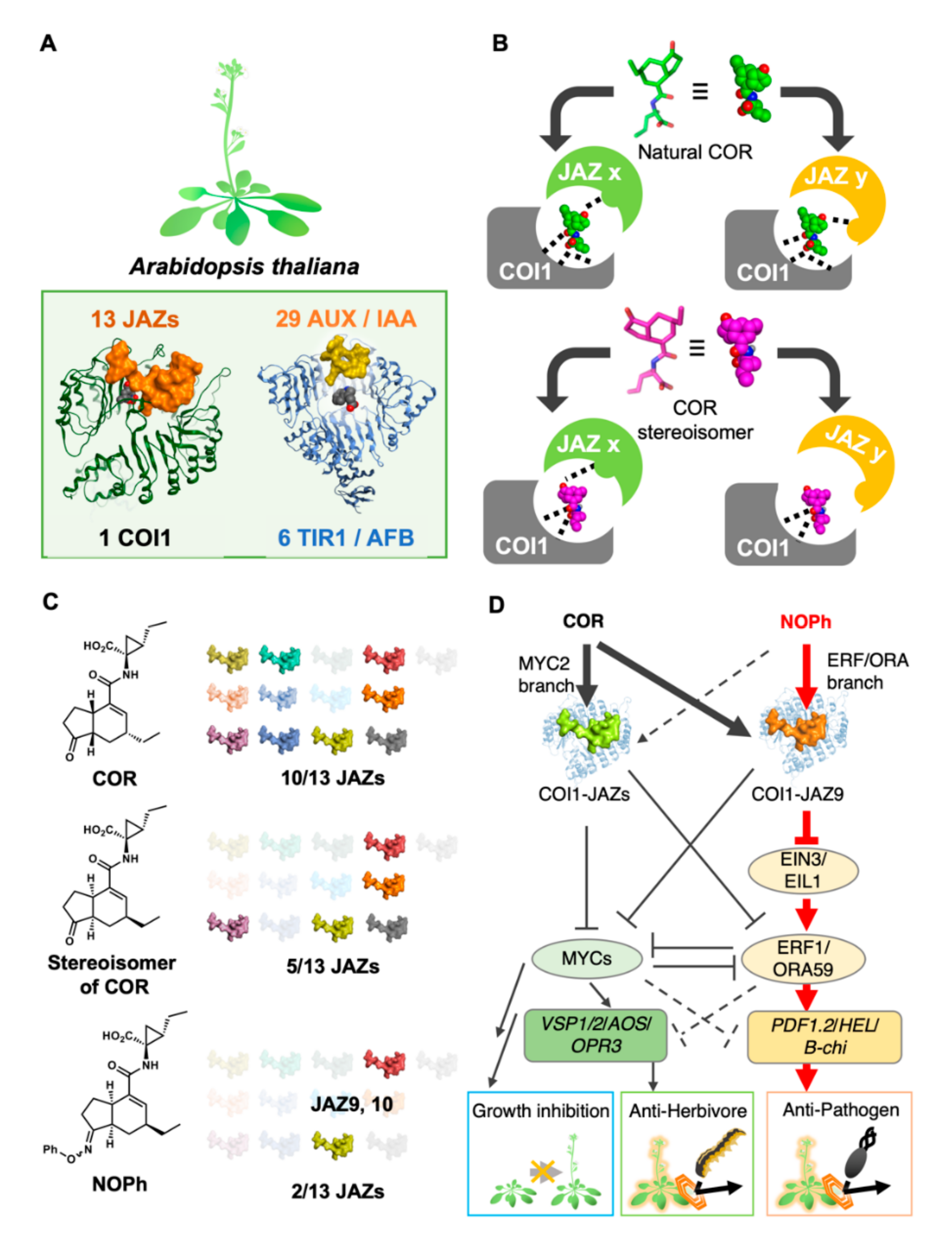 Ijms 21 01124 g003 Ijms 21 01124 g003