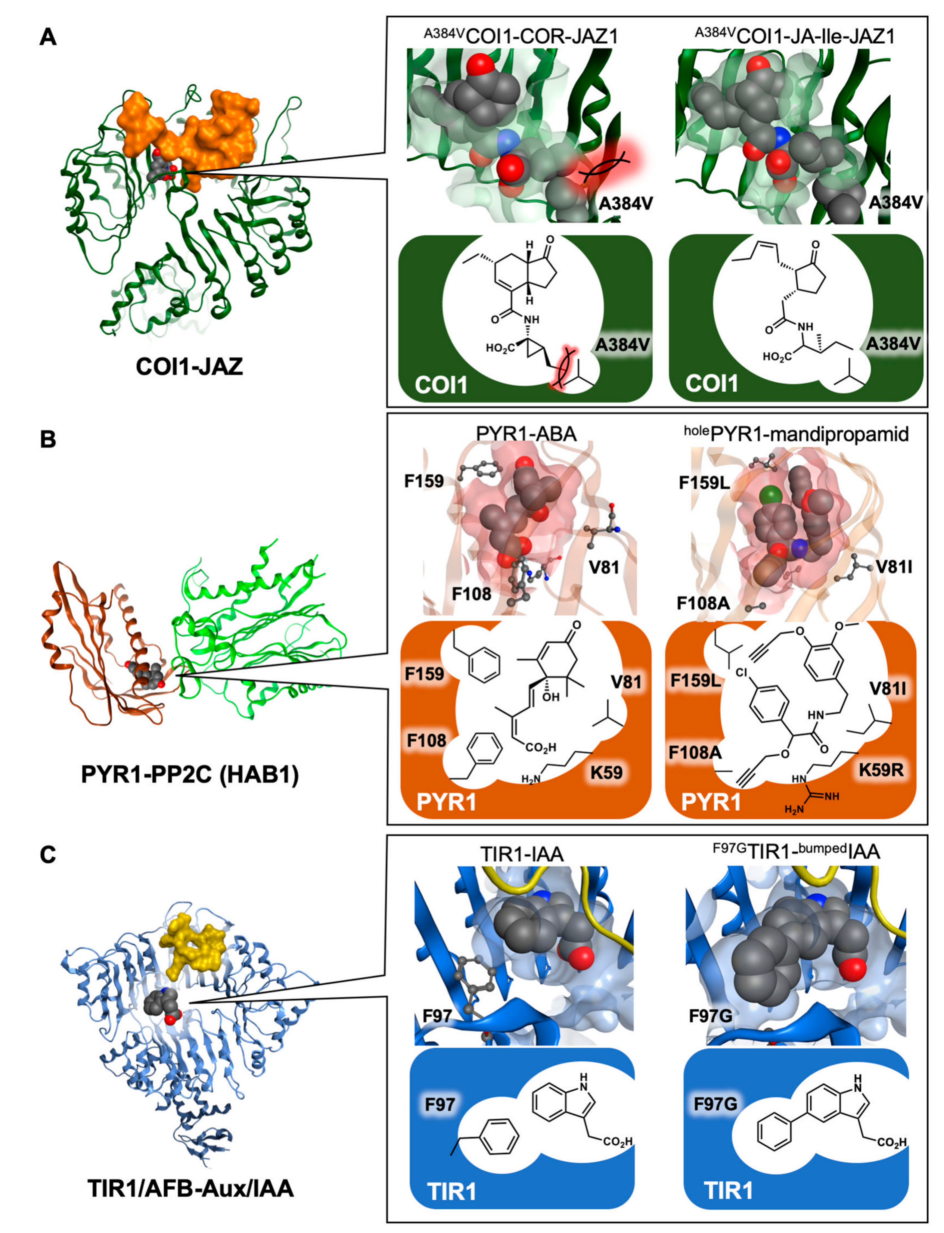 Ijms 21 01124 g004 Ijms 21 01124 g004