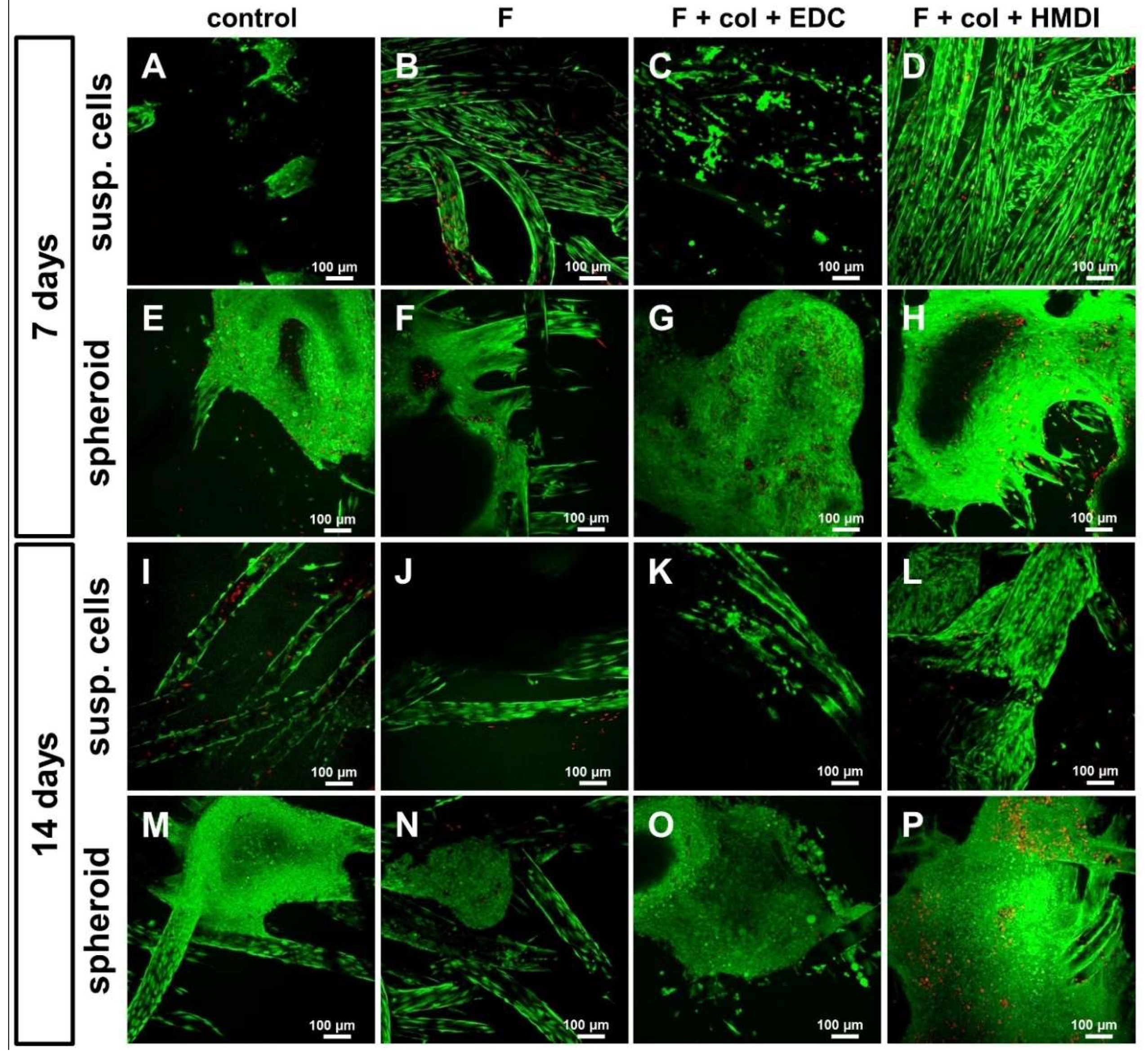 Ijms Free Full Text Enhanced Growth Of Lapine Anterior Cruciate Ligament Derived Fibroblasts On Scaffolds Embroidered From Poly L Lactide Co E Caprolactone And Polylactic Acid Threads Functionalized By Fluorination And Hexamethylene Diisocyanate