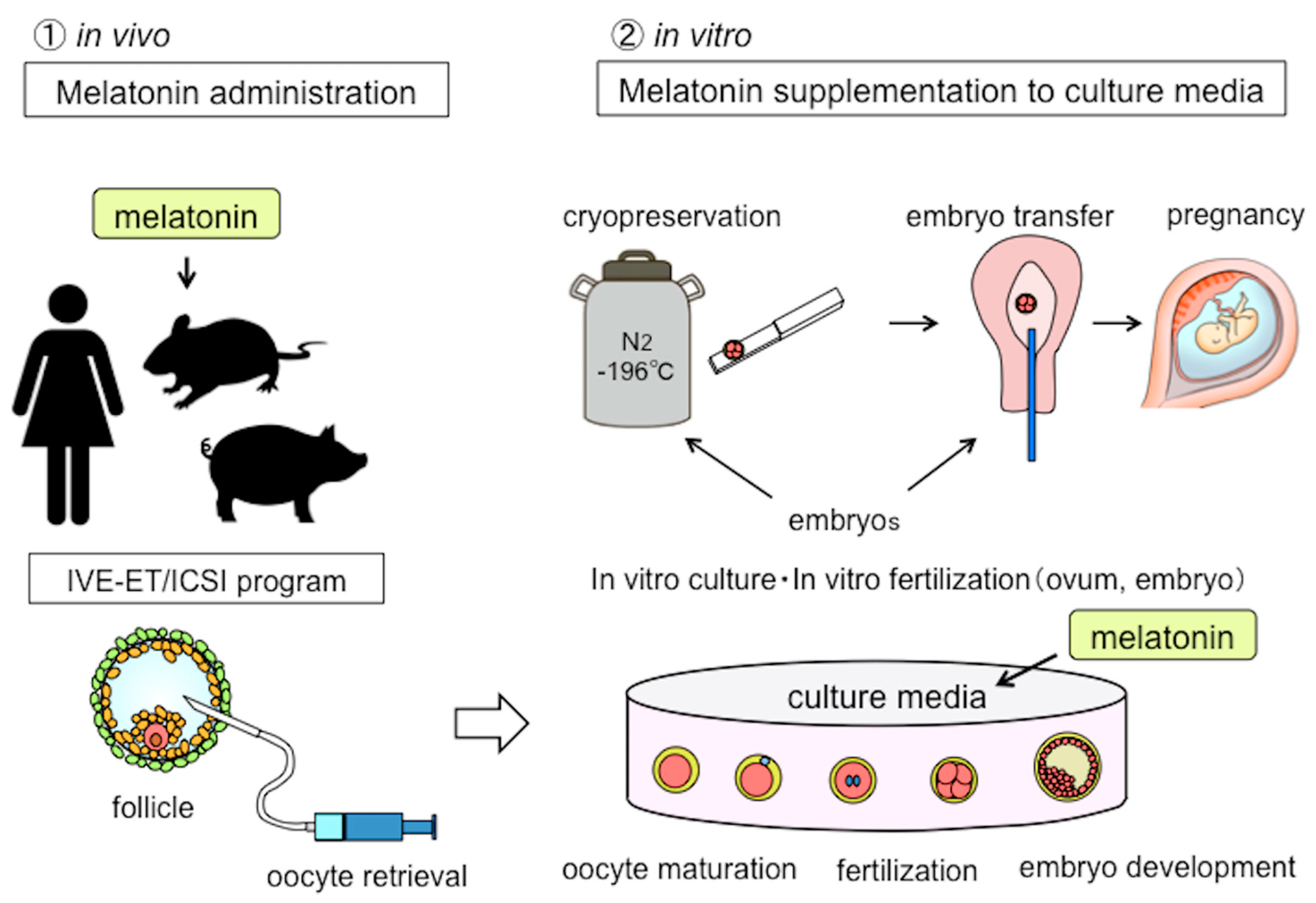 IJMS | Free Full-Text | Importance of Melatonin in Assisted Reproductive  Technology and Ovarian Aging