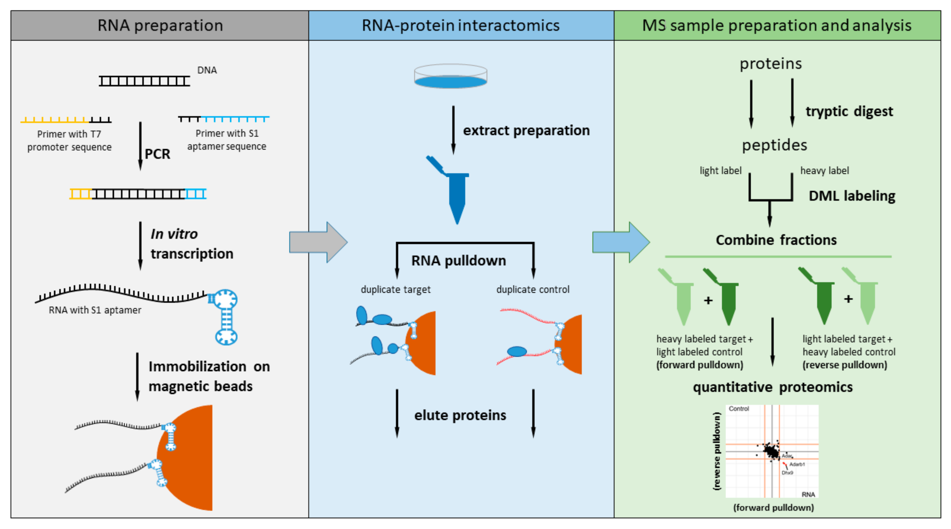 PDF) Quantitative investigation of protein-RNA interactions and regulation  by phosphorylation