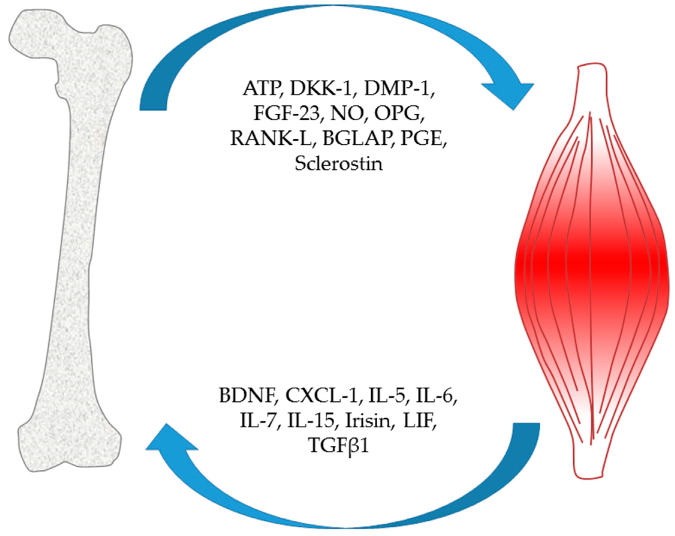 IJMS | Free Full-Text | Bone Control of Muscle Function