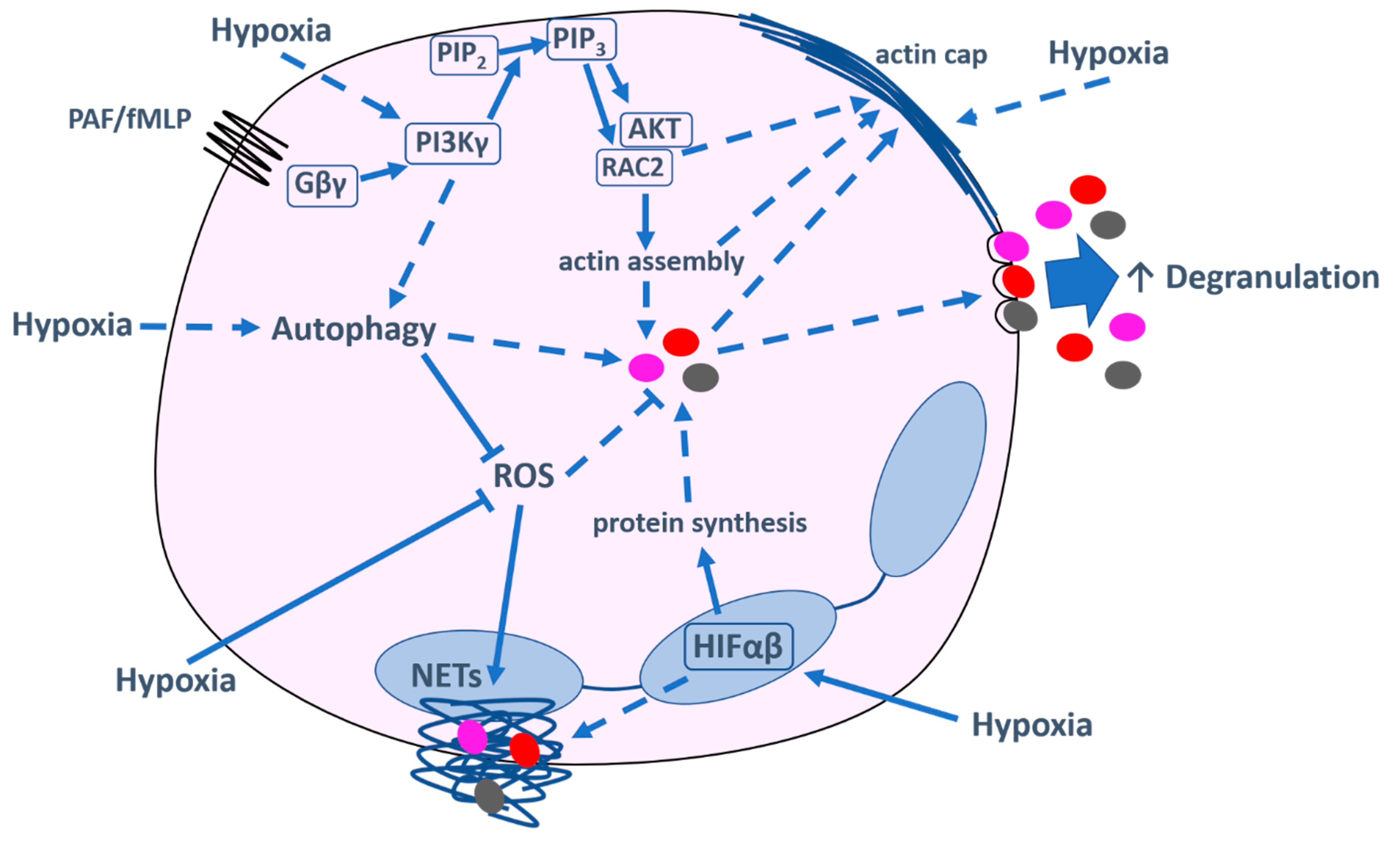 Hex hypoxia фото