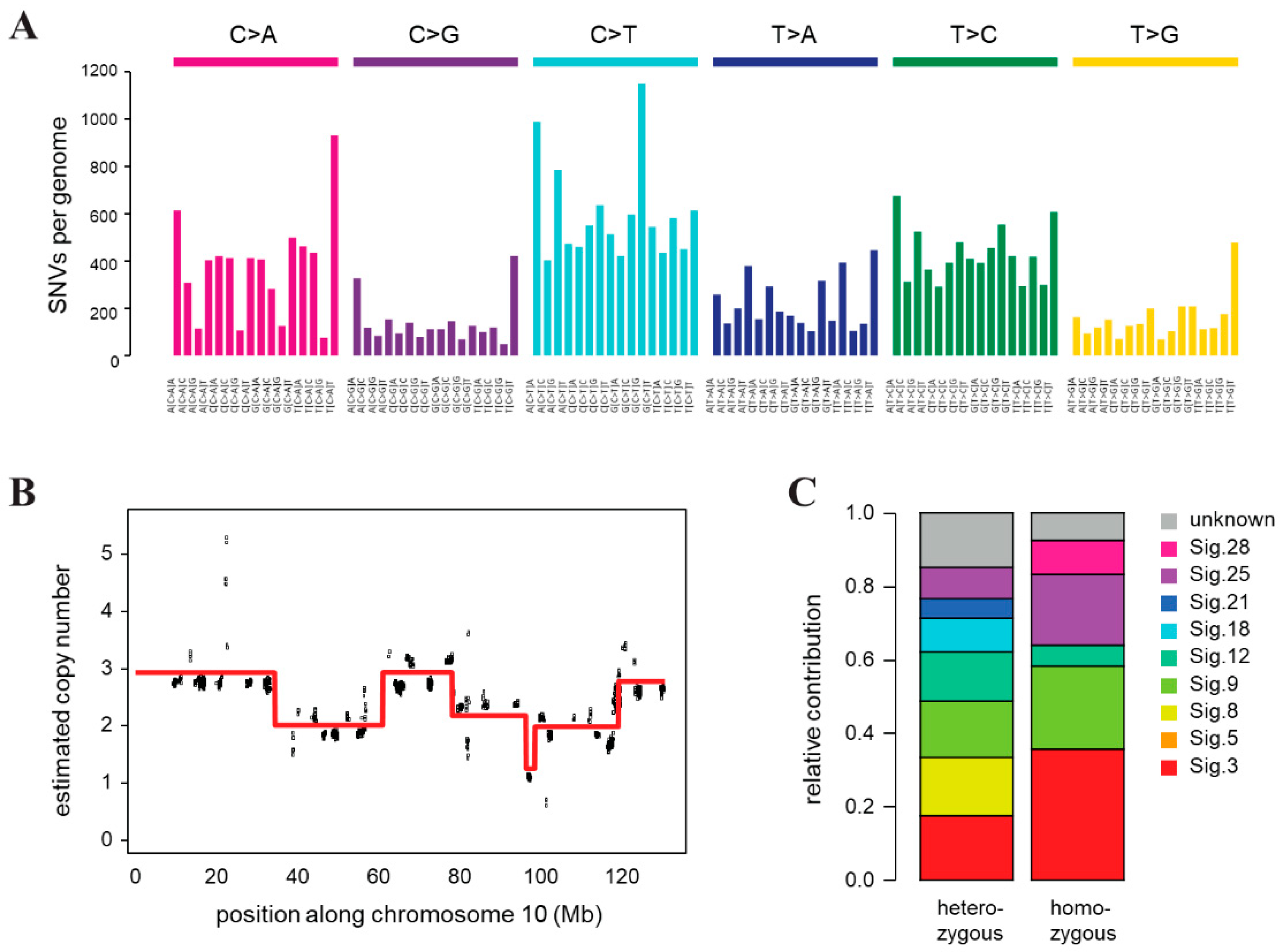 Ijms Free Full Text Establishment And Characterization Of A Brca1 P53 Mouse Mammary Tumor Cell Line Html