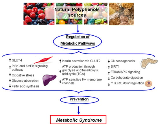 Ijms Free Full Text Healthy Effects Of Plant Polyphenols Molecular Mechanisms Html