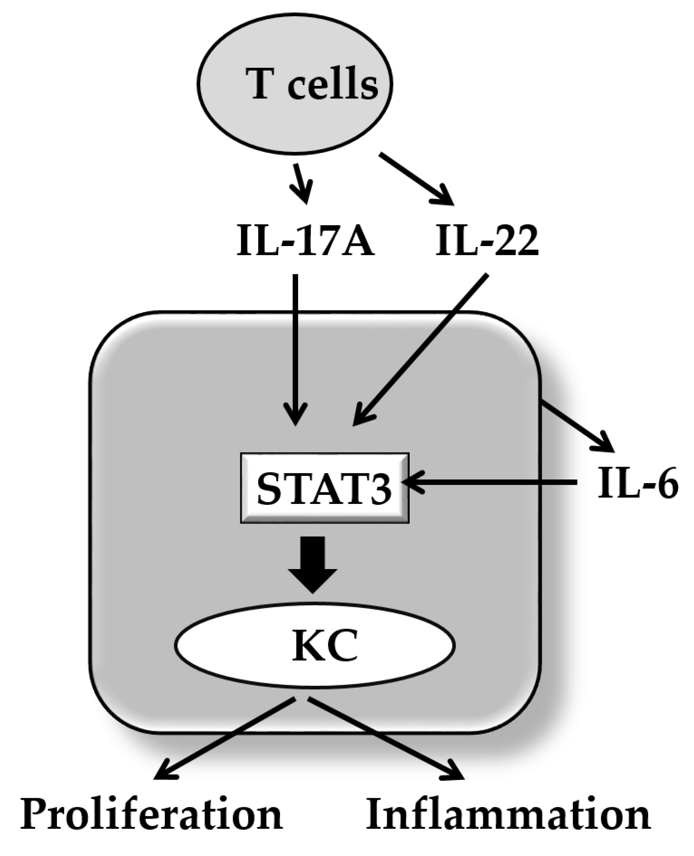 Ijms 21 01275 g002 Ijms 21 01275 g002