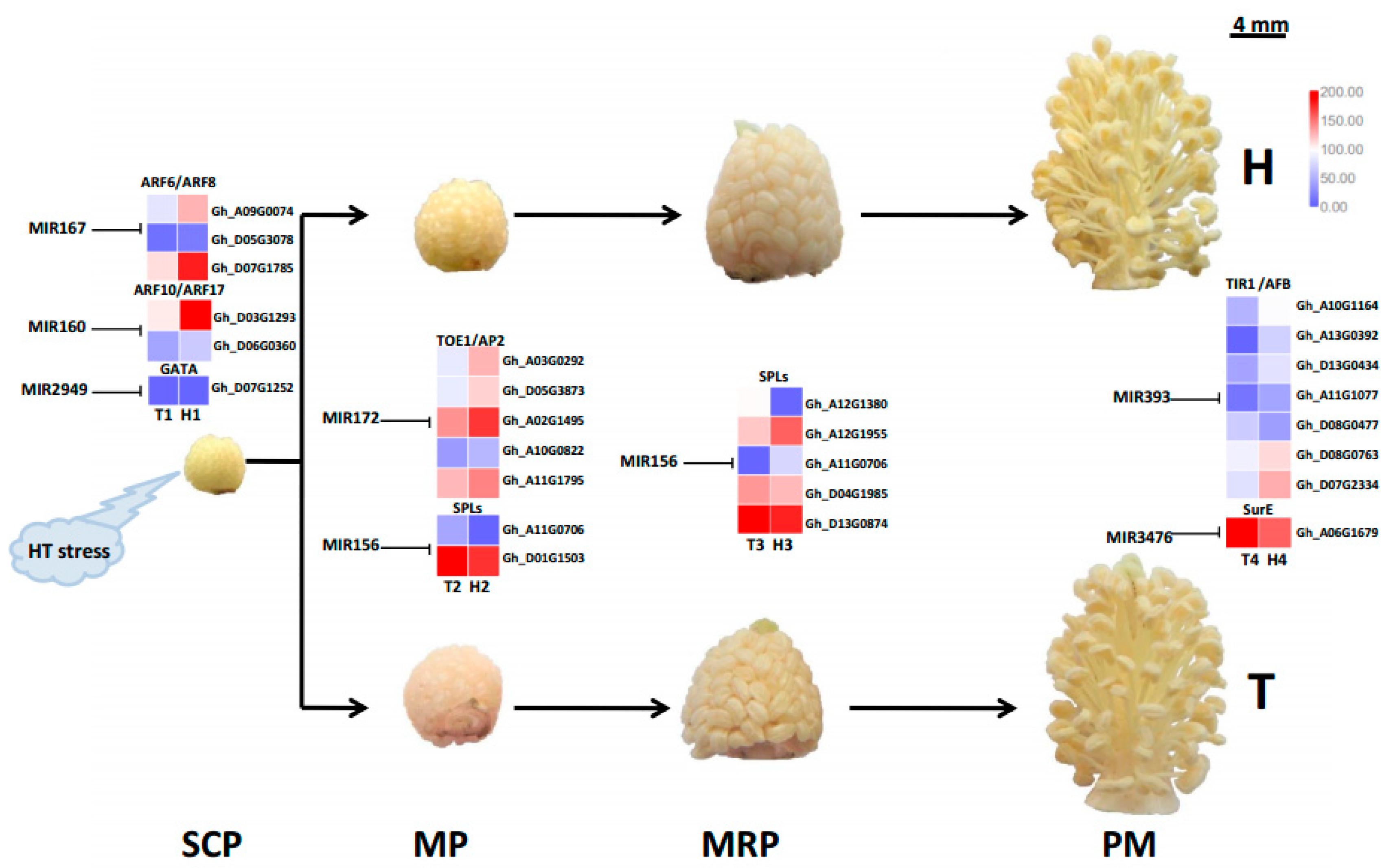 Ijms Free Full Text Different Microrna Families Involved In Regulating High Temperature Stress Response During Cotton Gossypium Hirsutum L Anther Development Html