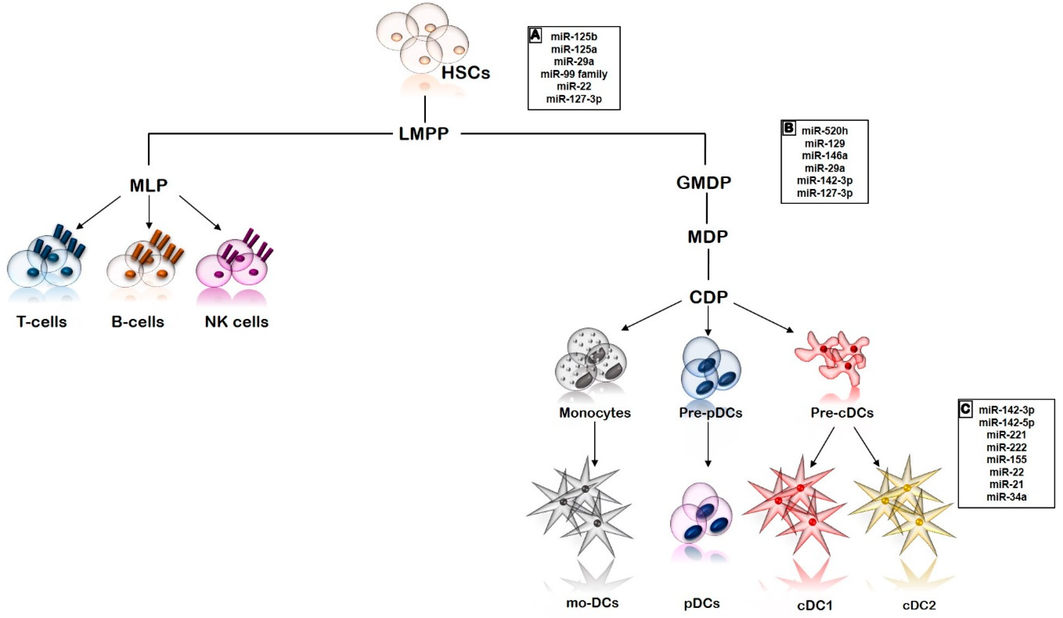 IJMS Free Full Text Role of microRNAs in the Regulation of