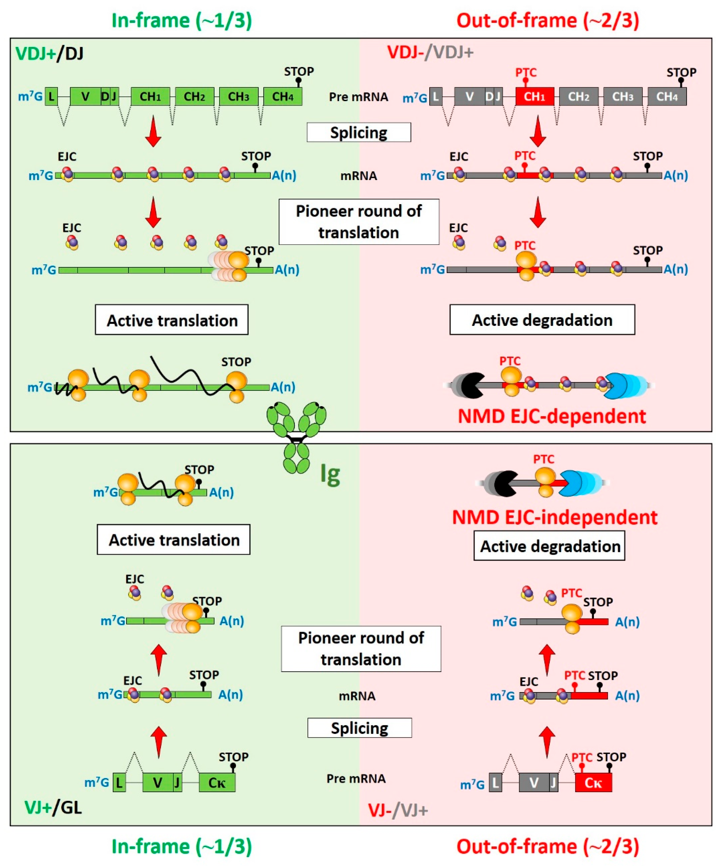 IJMS | Free Full-Text | Mechanisms and Regulation of Nonsense-Mediated mRNA  Decay and Nonsense-Associated Altered Splicing in Lymphocytes | HTML