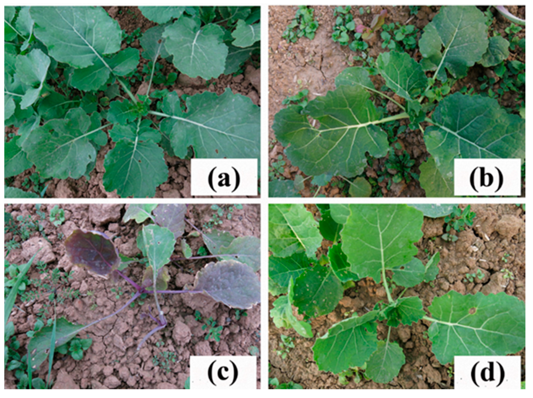 Ijms 21 01345 g001 Ijms 21 01345 g001