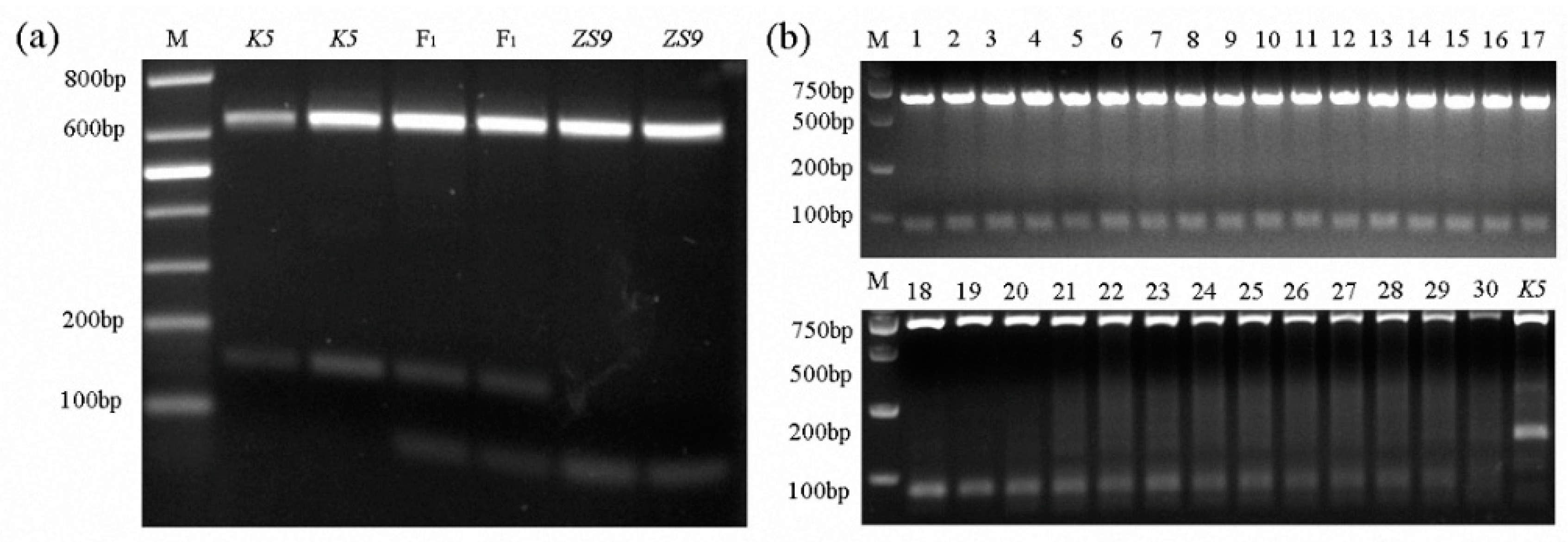 Ijms 21 01345 g004 Ijms 21 01345 g004