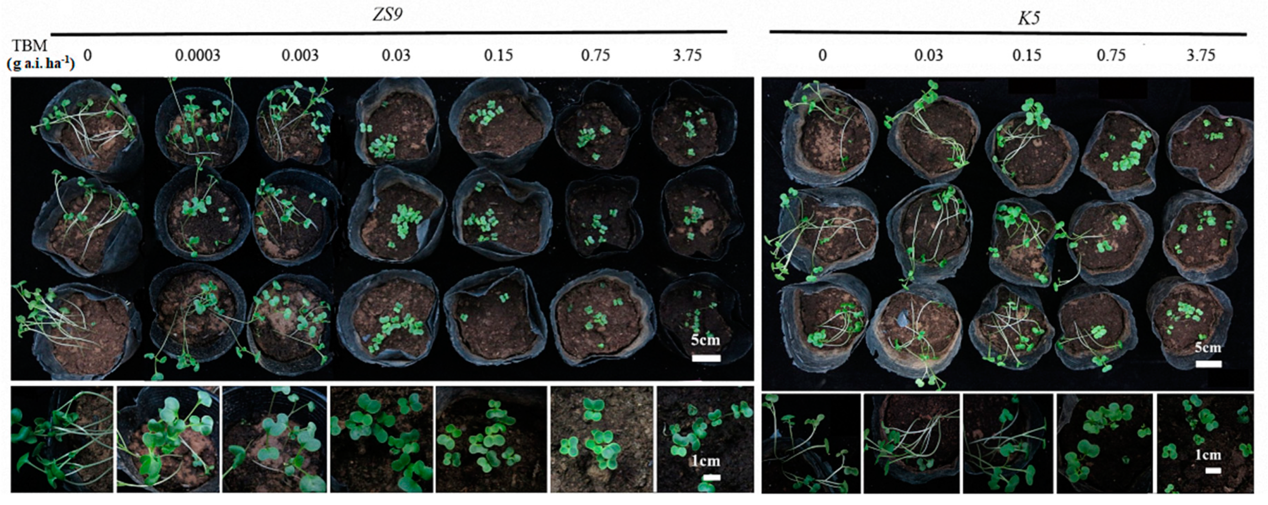 Ijms 21 01345 g006 Ijms 21 01345 g006