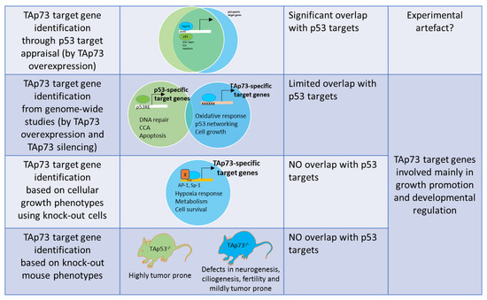 Ijms Special Issue P53 In Cancer And Beyond 40 Years After Its Discovery