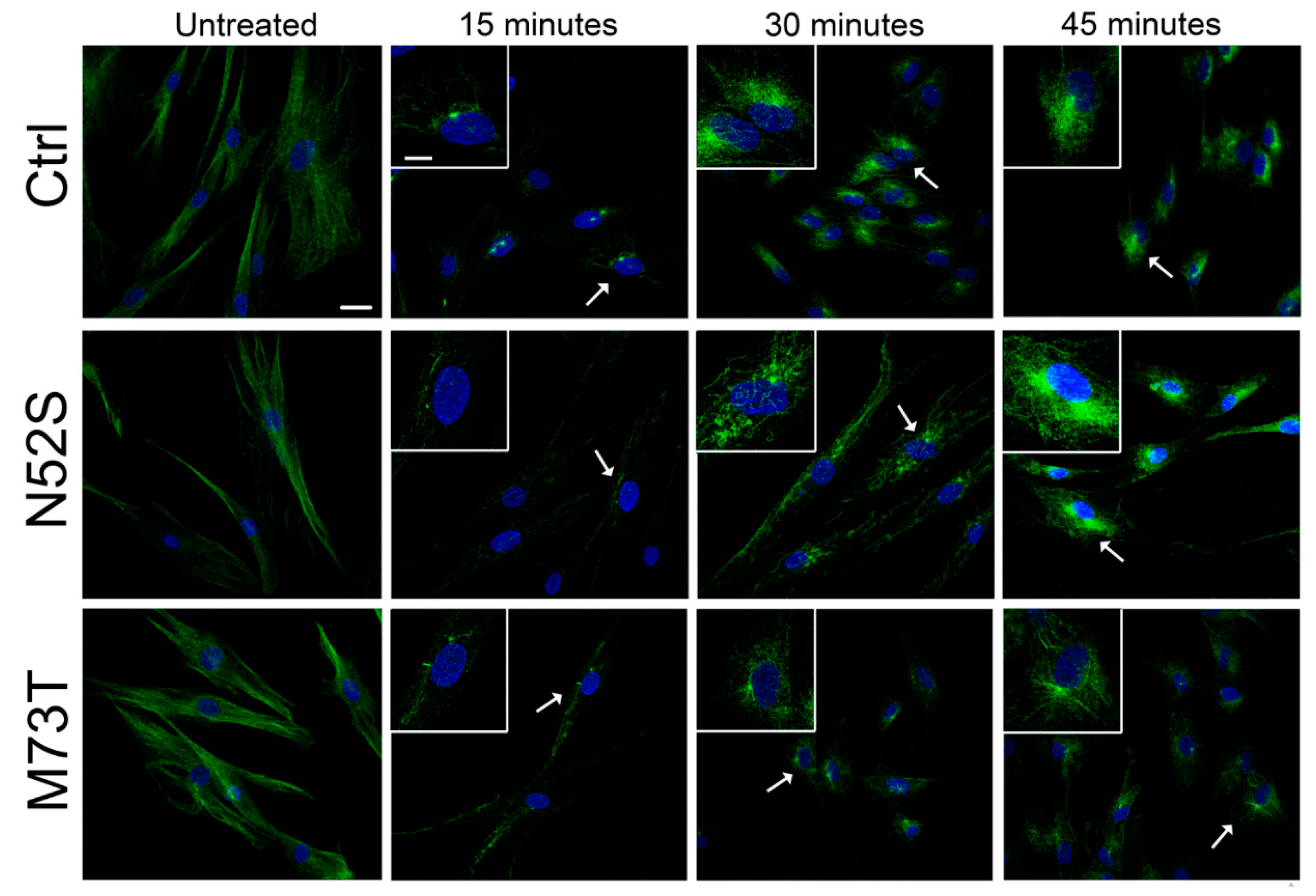 Ijms 21 01385 g002 Ijms 21 01385 g002