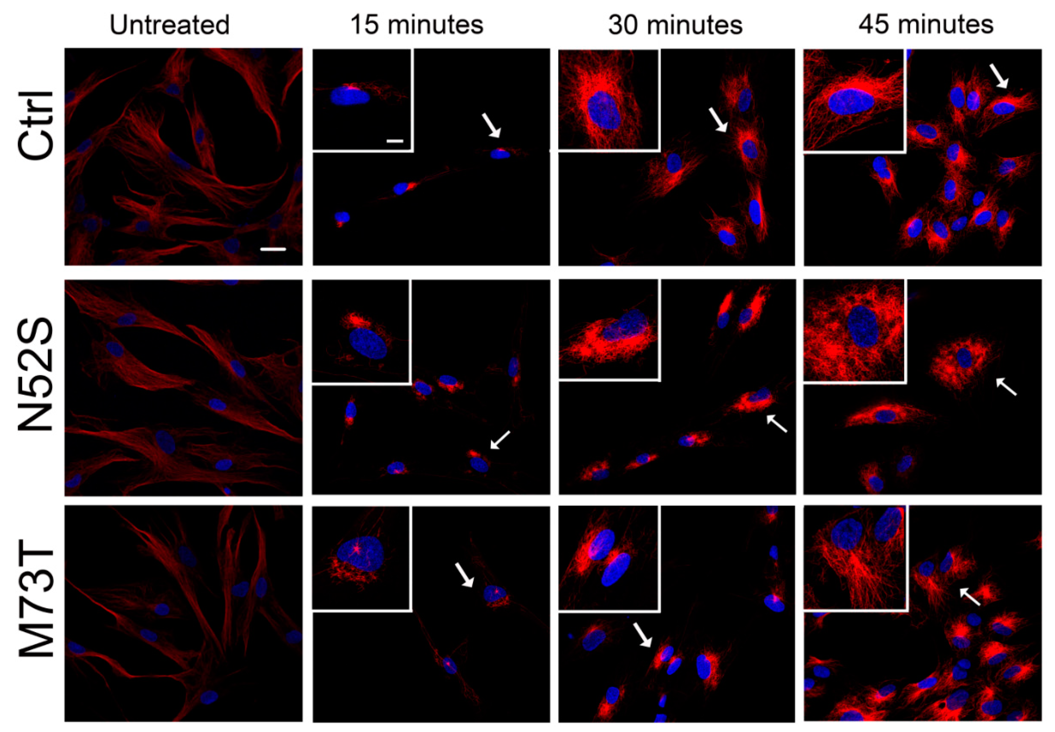 Ijms 21 01385 g003 Ijms 21 01385 g003