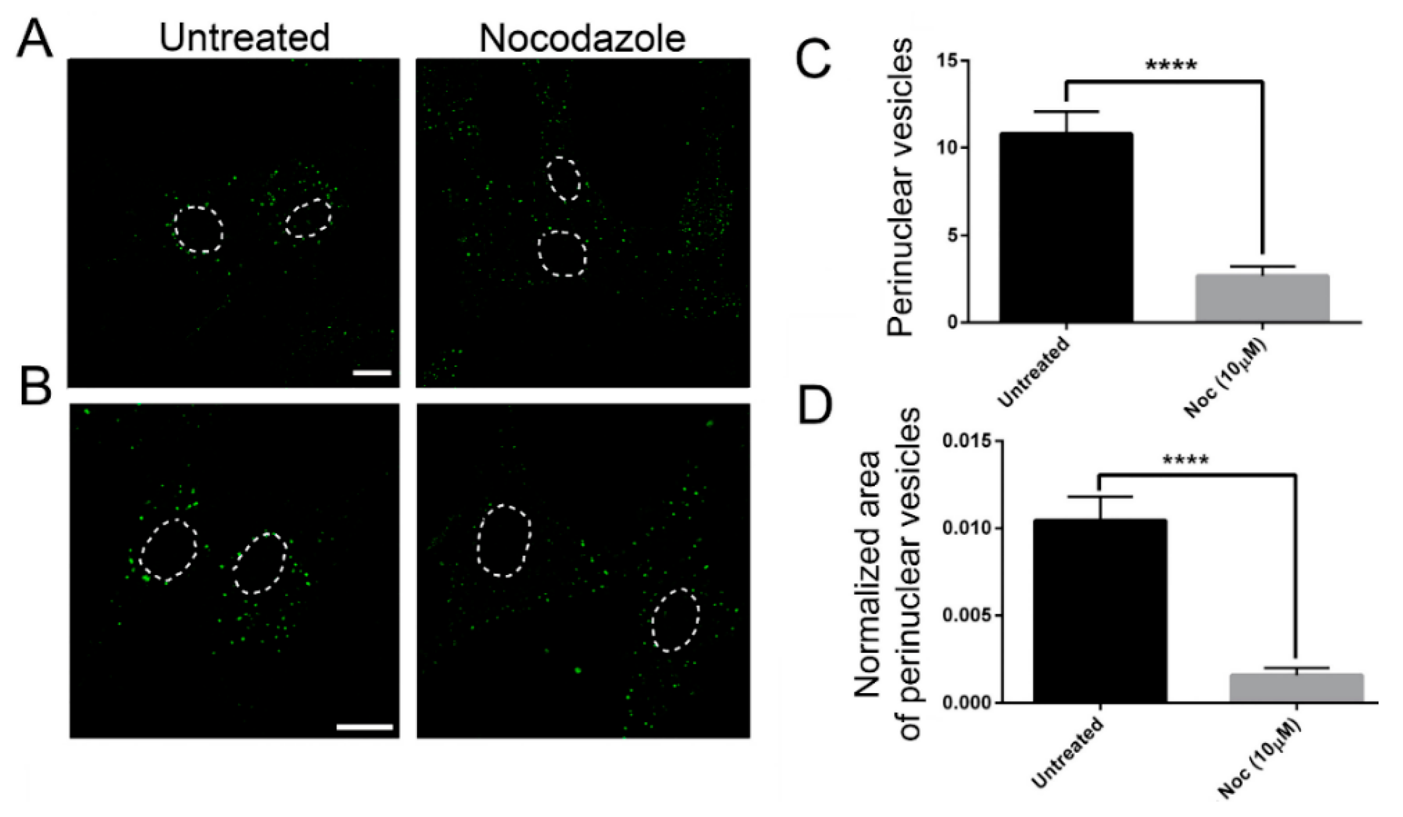 Ijms 21 01385 g005 Ijms 21 01385 g005