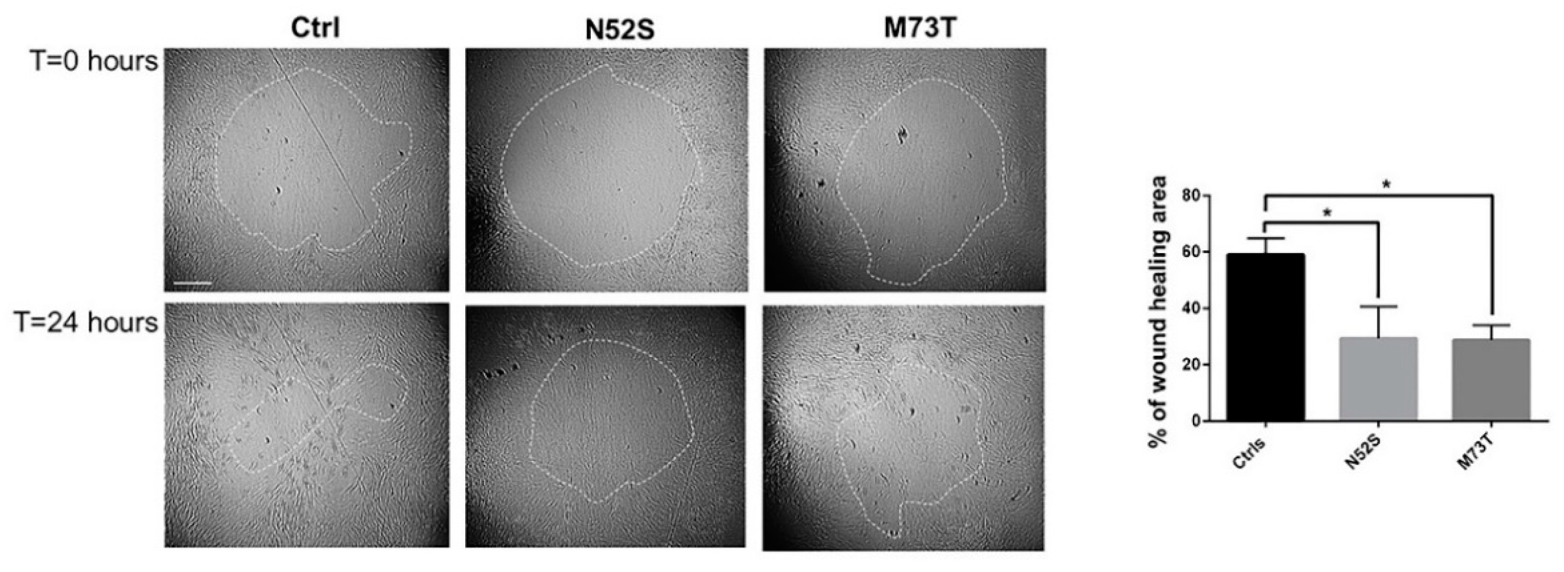 Ijms 21 01385 g007 Ijms 21 01385 g007