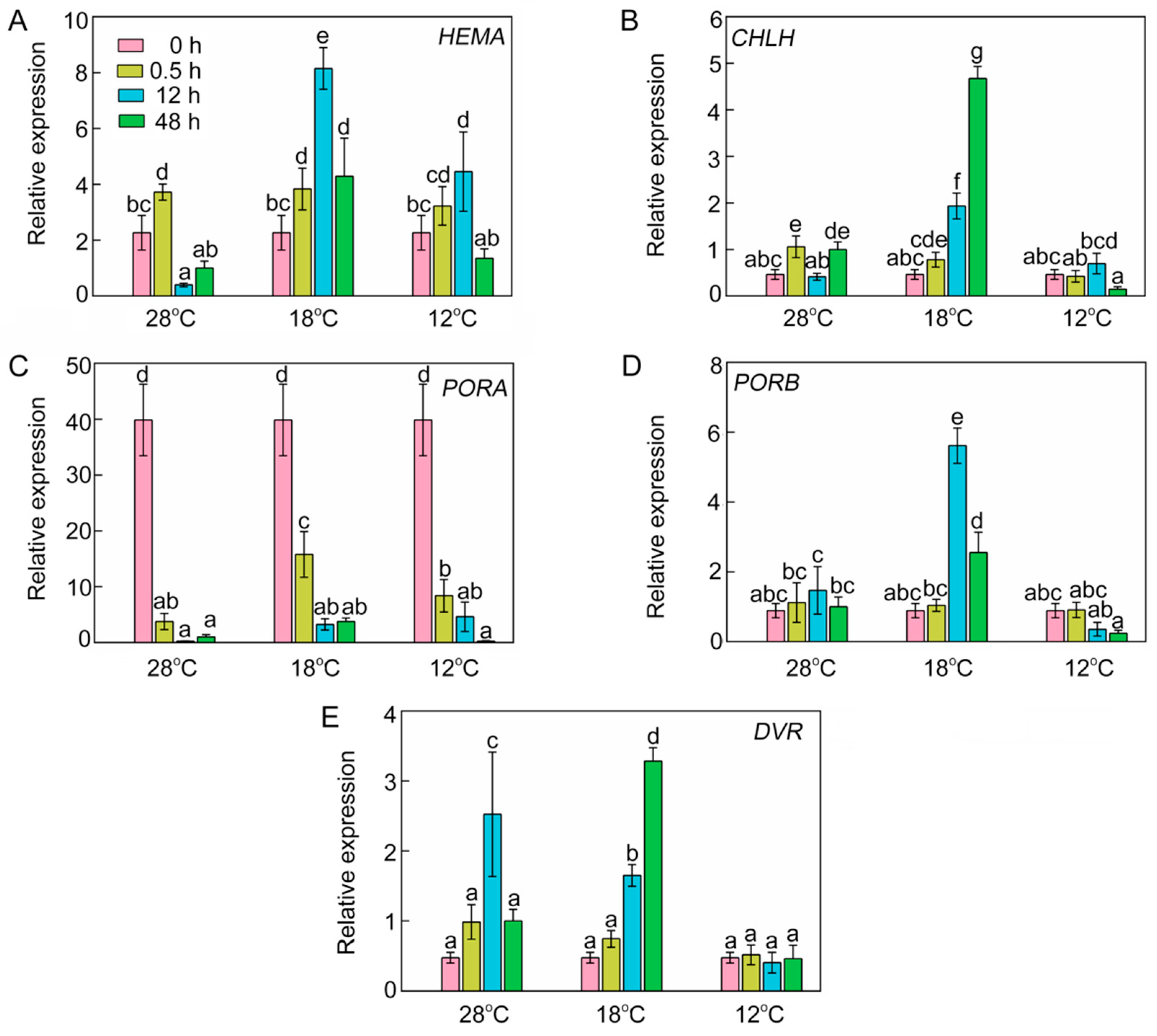 Ijms Free Full Text Effect Of Low Temperature On Chlorophyll Biosynthesis And Chloroplast Biogenesis Of Rice Seedlings During Greening Html