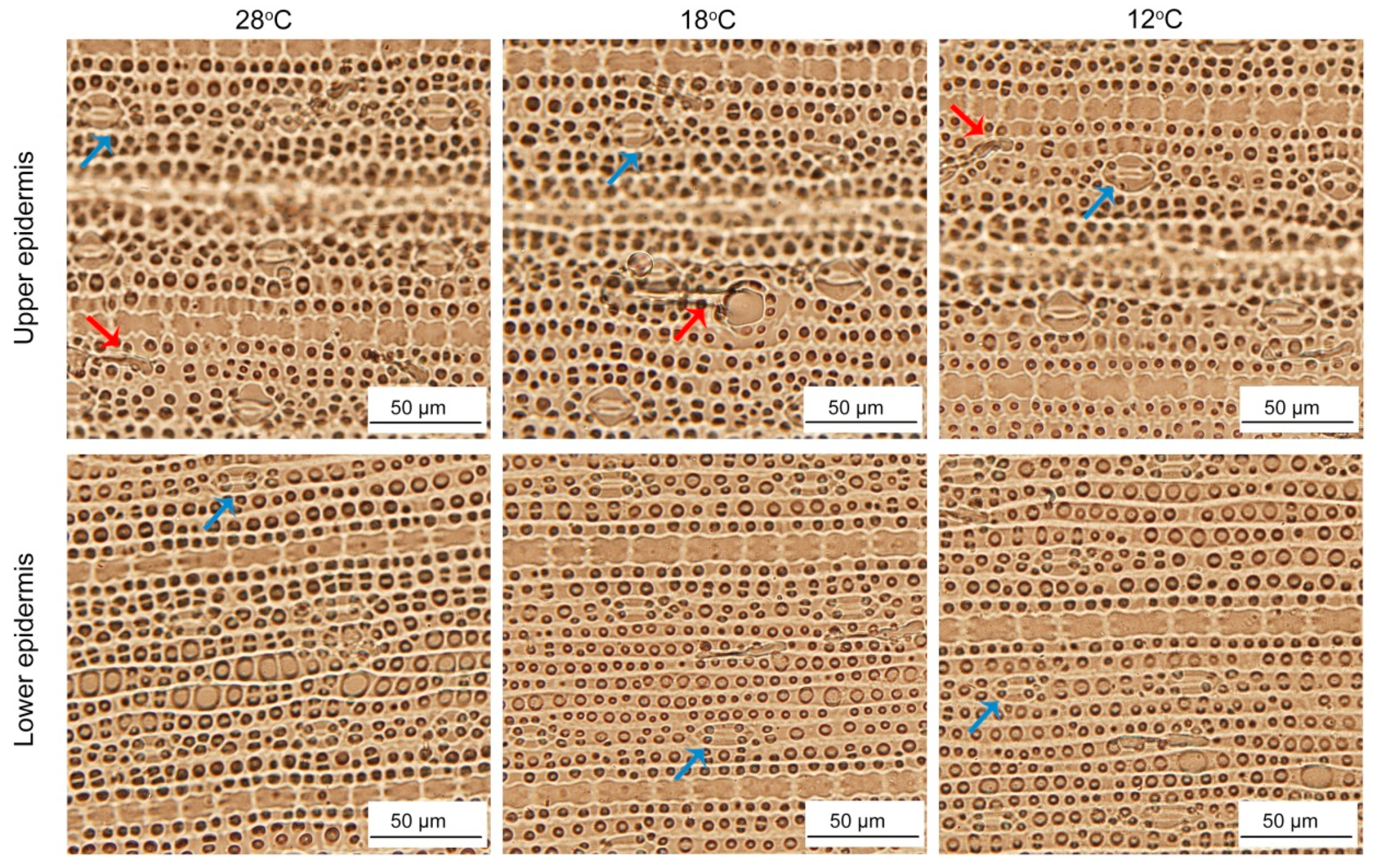 Ijms 21 01390 g011 Ijms 21 01390 g011