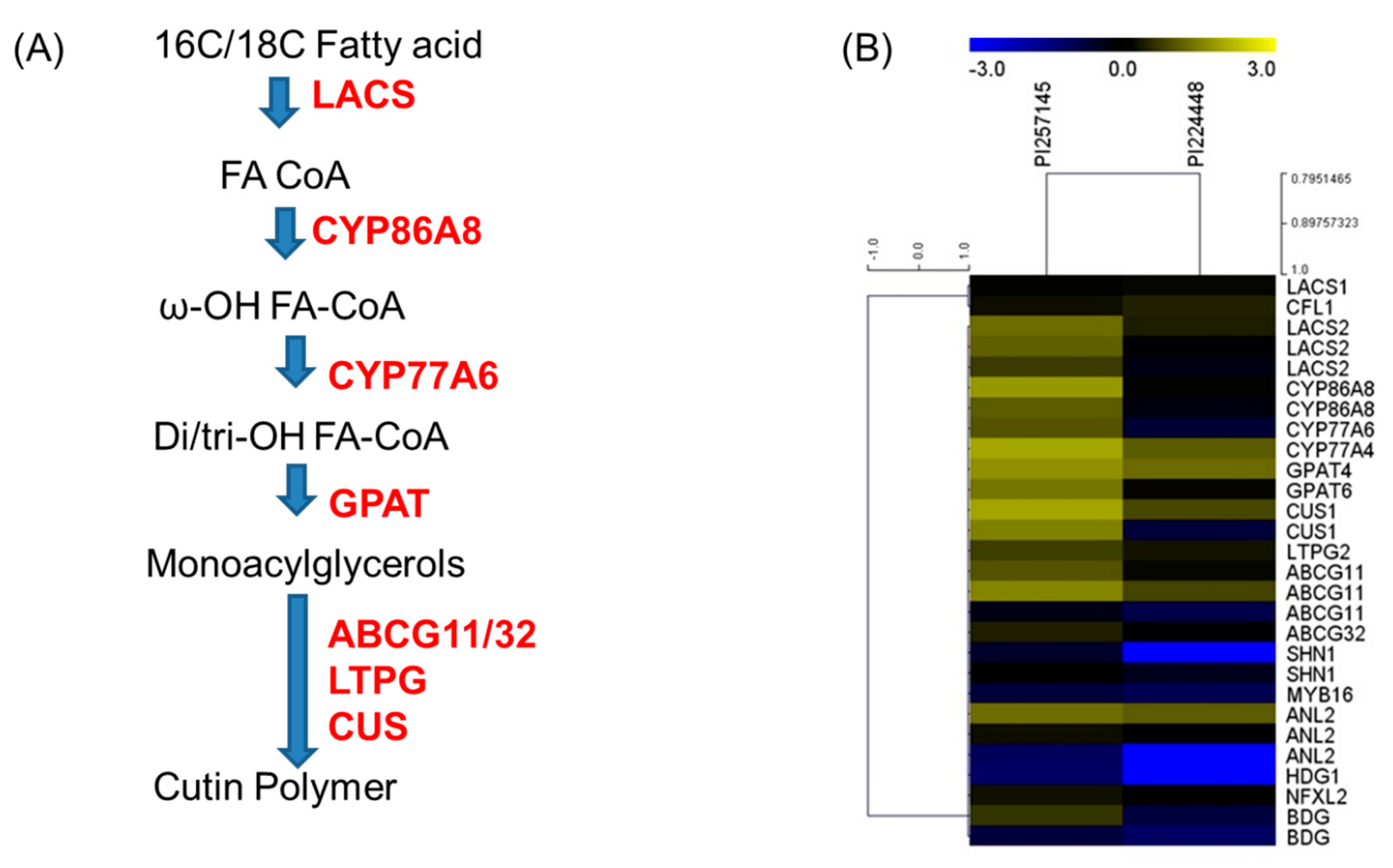 Ijms 21 01397 g007 Ijms 21 01397 g007