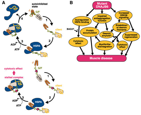 IJMS | Free Full-Text | Neuromuscular Diseases Due to Chaperone 