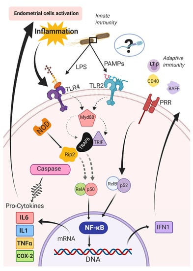 IJMS | Free Full-Text | Persistent Breeding-Induced Endometritis