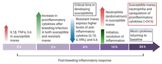 IJMS | Free Full-Text | Persistent Breeding-Induced Endometritis