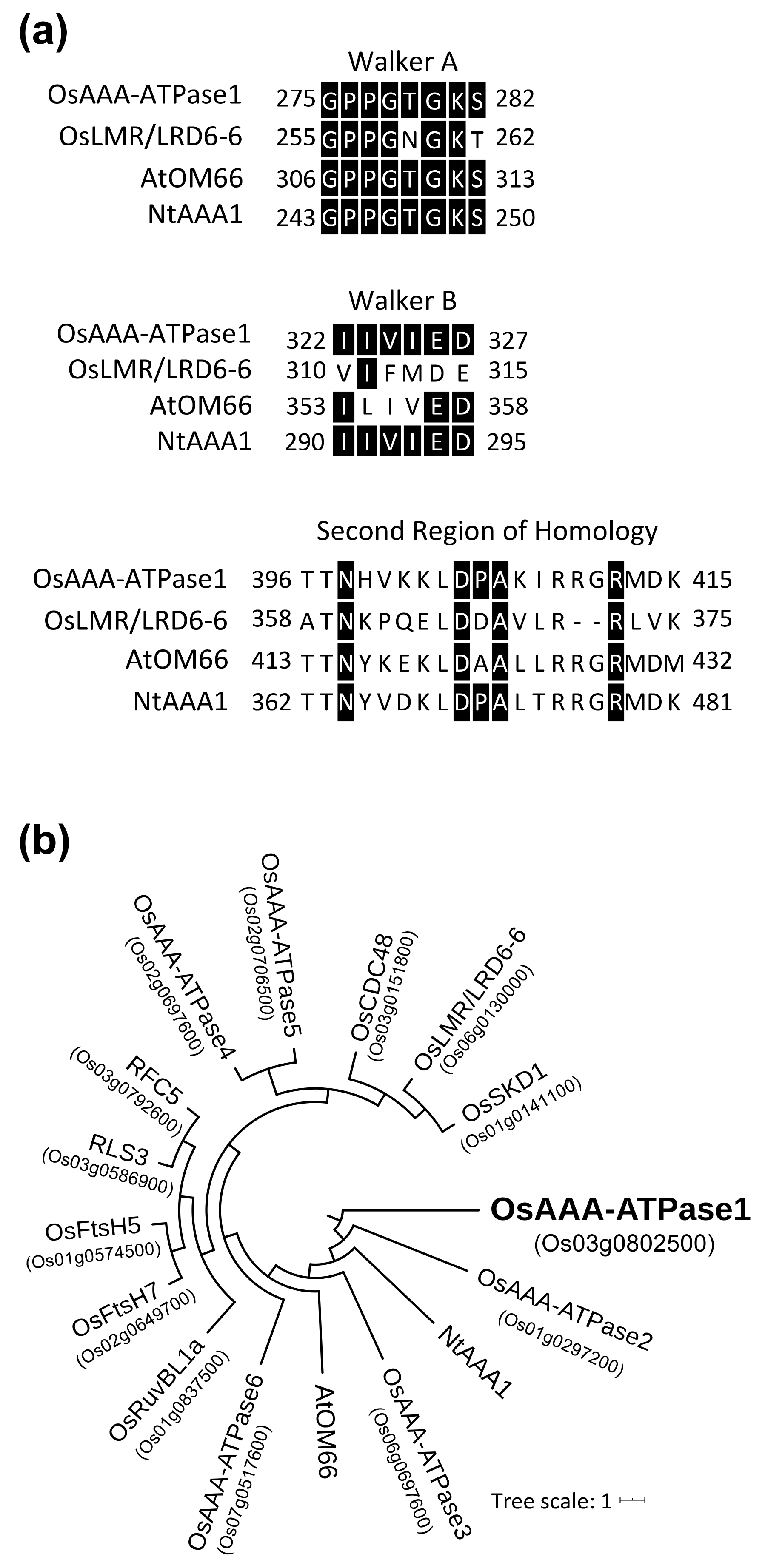 Ijms 21 01443 g001 Ijms 21 01443 g001