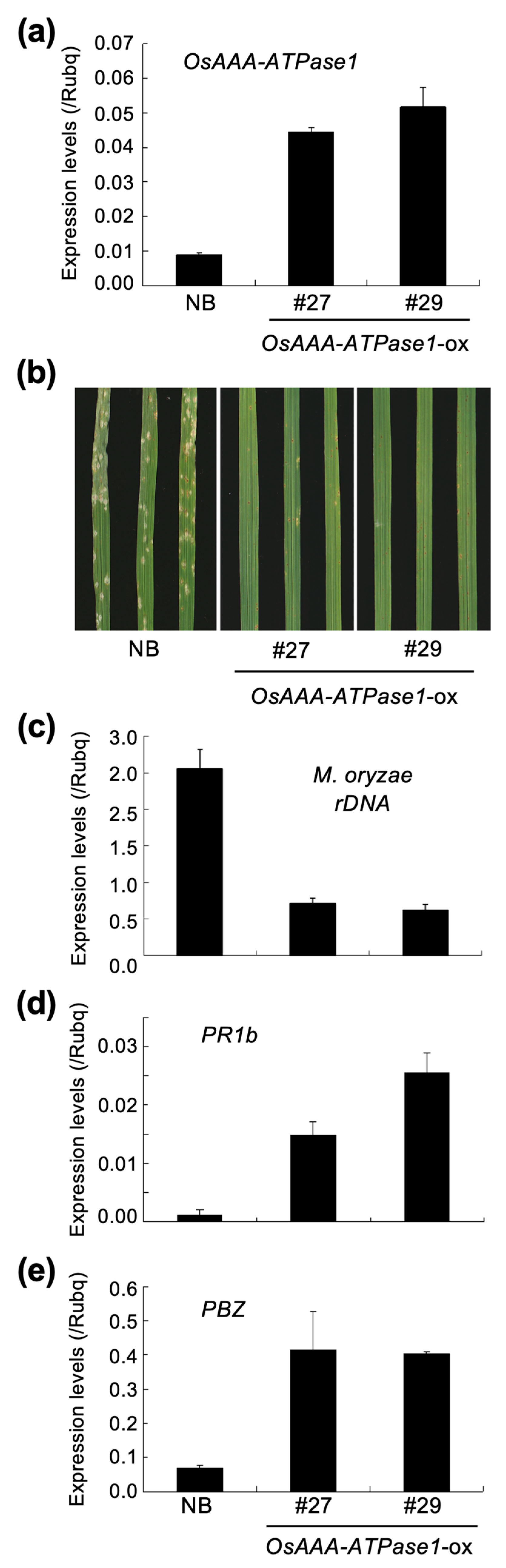 Ijms 21 01443 g004 Ijms 21 01443 g004