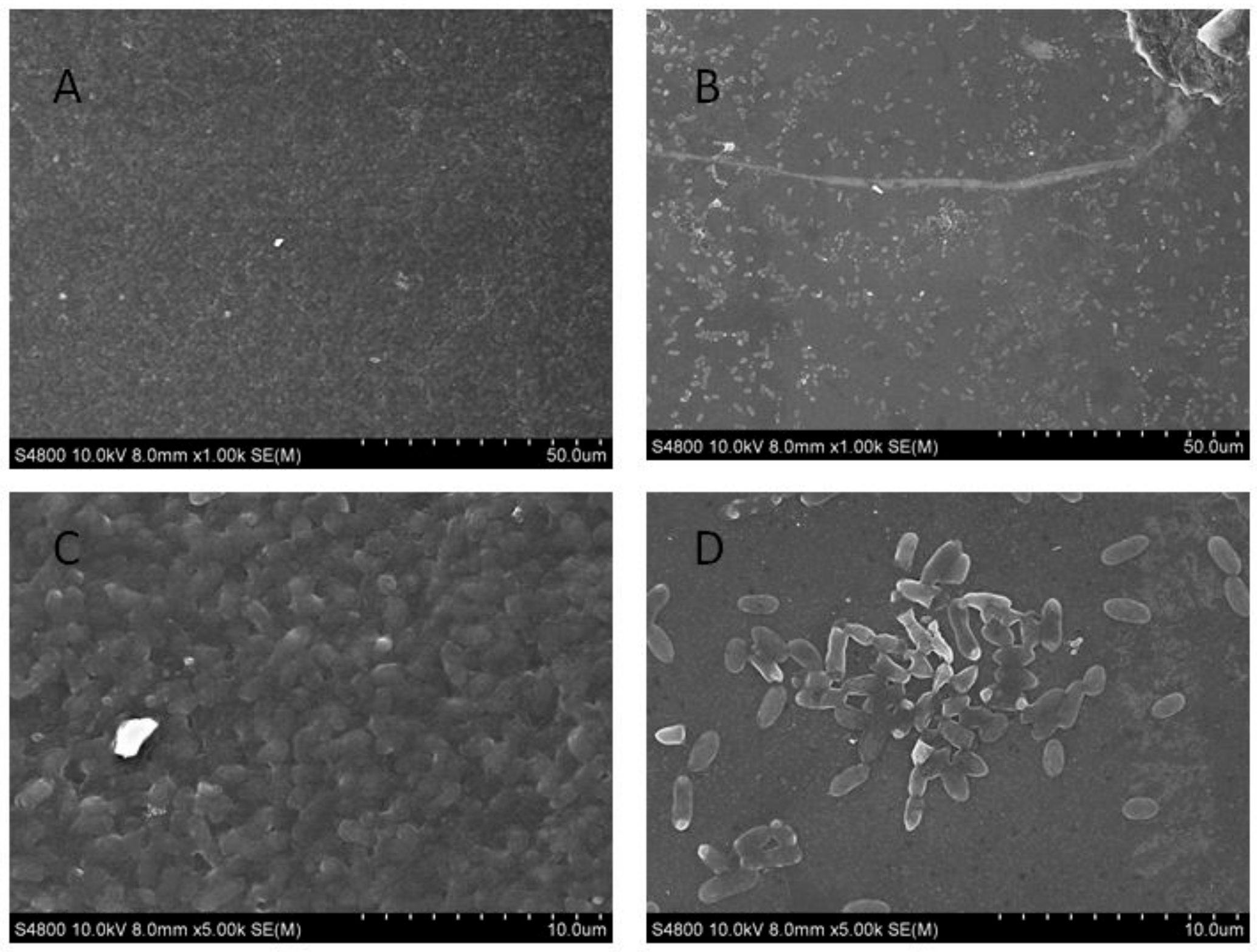 Ijms 21 01450 g003 Ijms 21 01450 g003