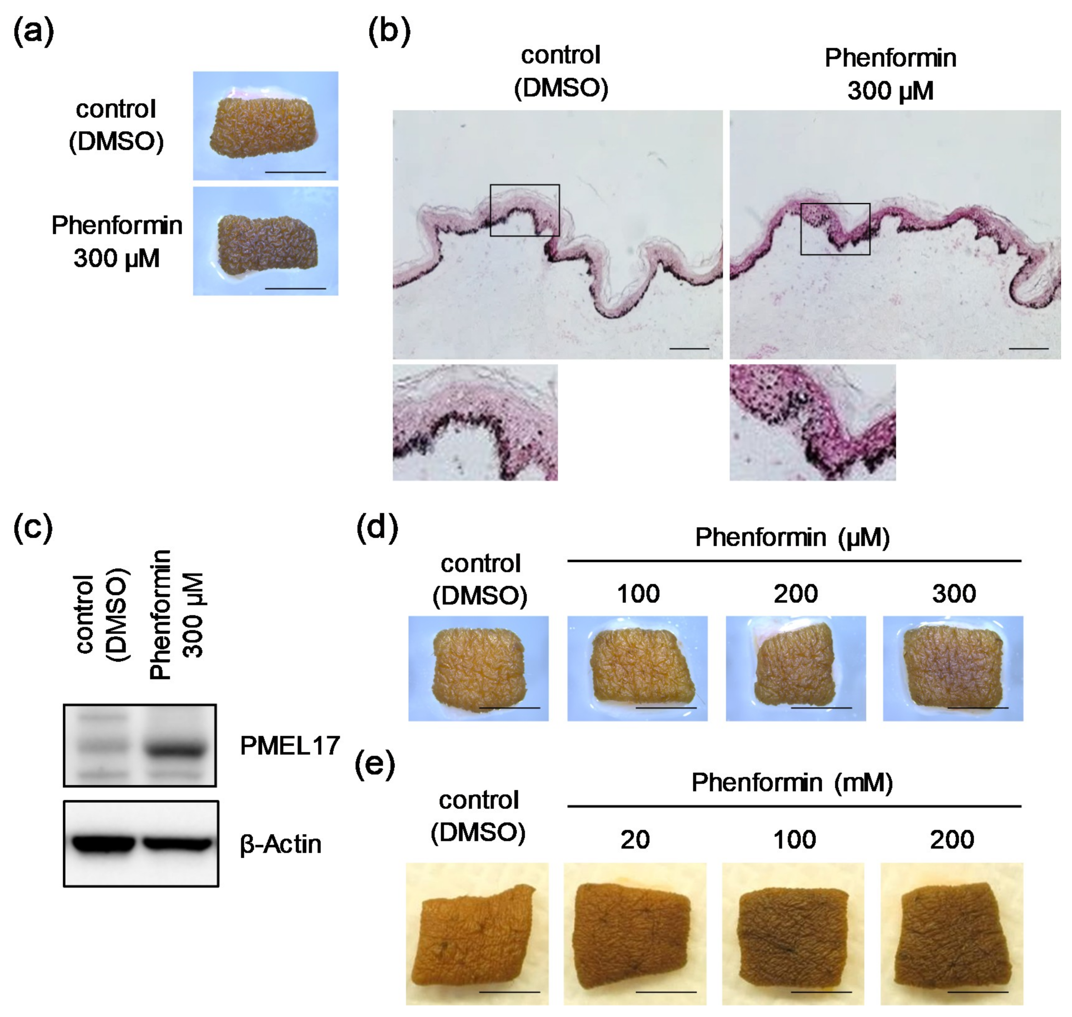 https://www.mdpi.com/ijms/ijms-21-01451/article_deploy/html/images/ijms-21-01451-g001.png