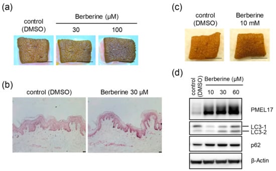 https://www.mdpi.com/ijms/ijms-21-01451/article_deploy/html/images/ijms-21-01451-g005-550.jpg